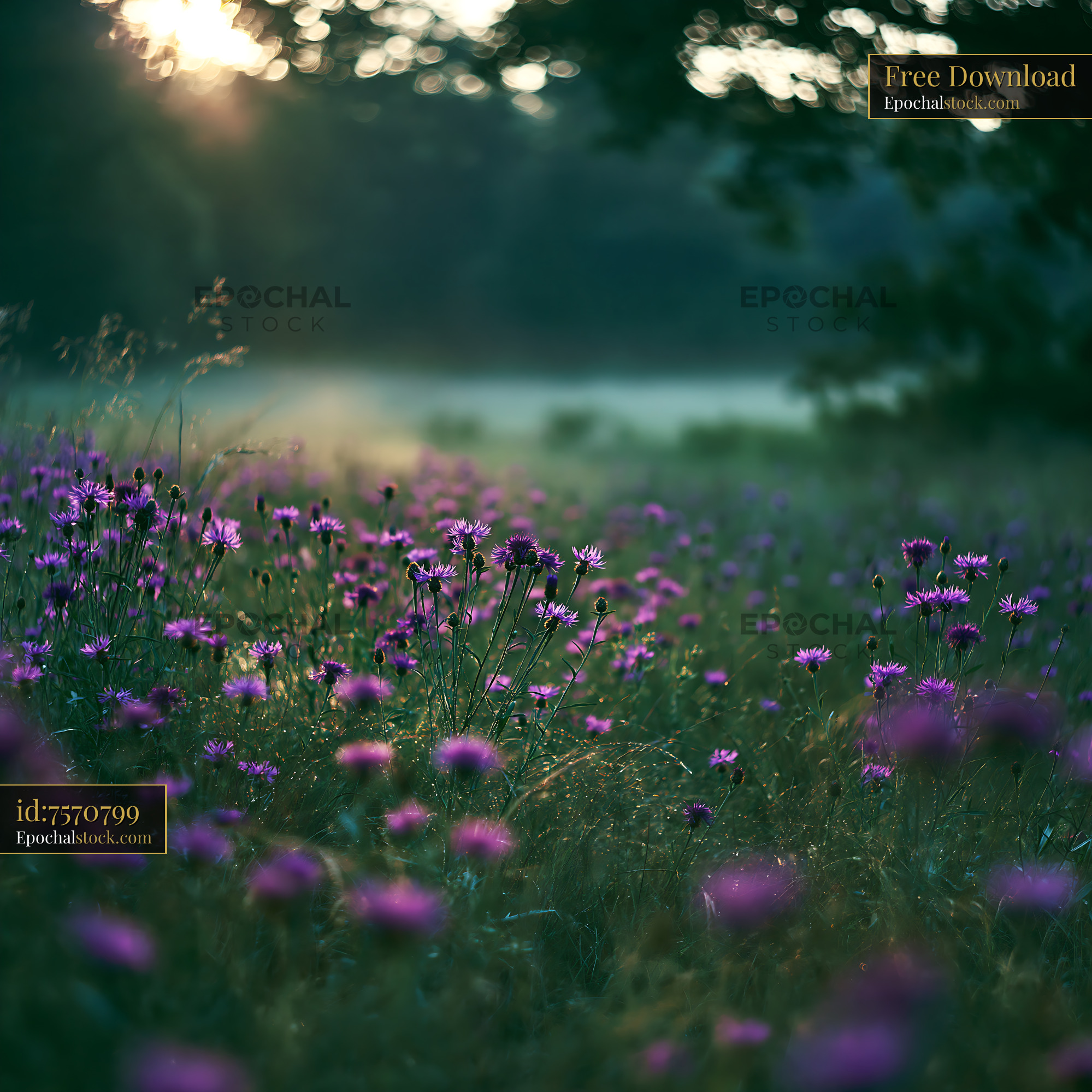 Watermarked full-resolution preview of Morning sunlight over blooming wildflowers in a grassy field