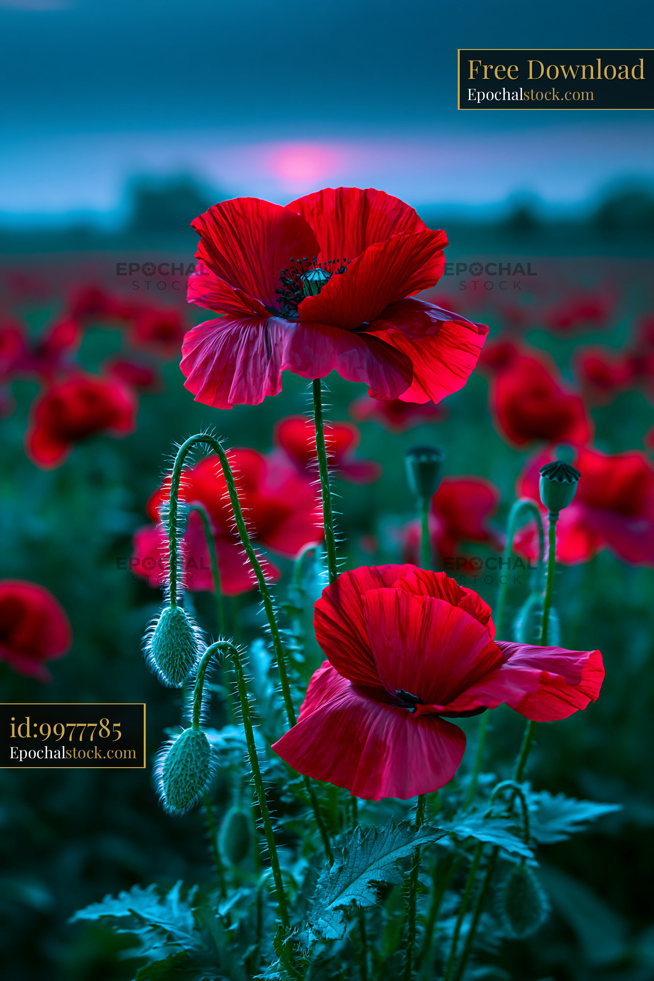 Watermarked full-resolution preview of Red poppy flowers in a field at sunset