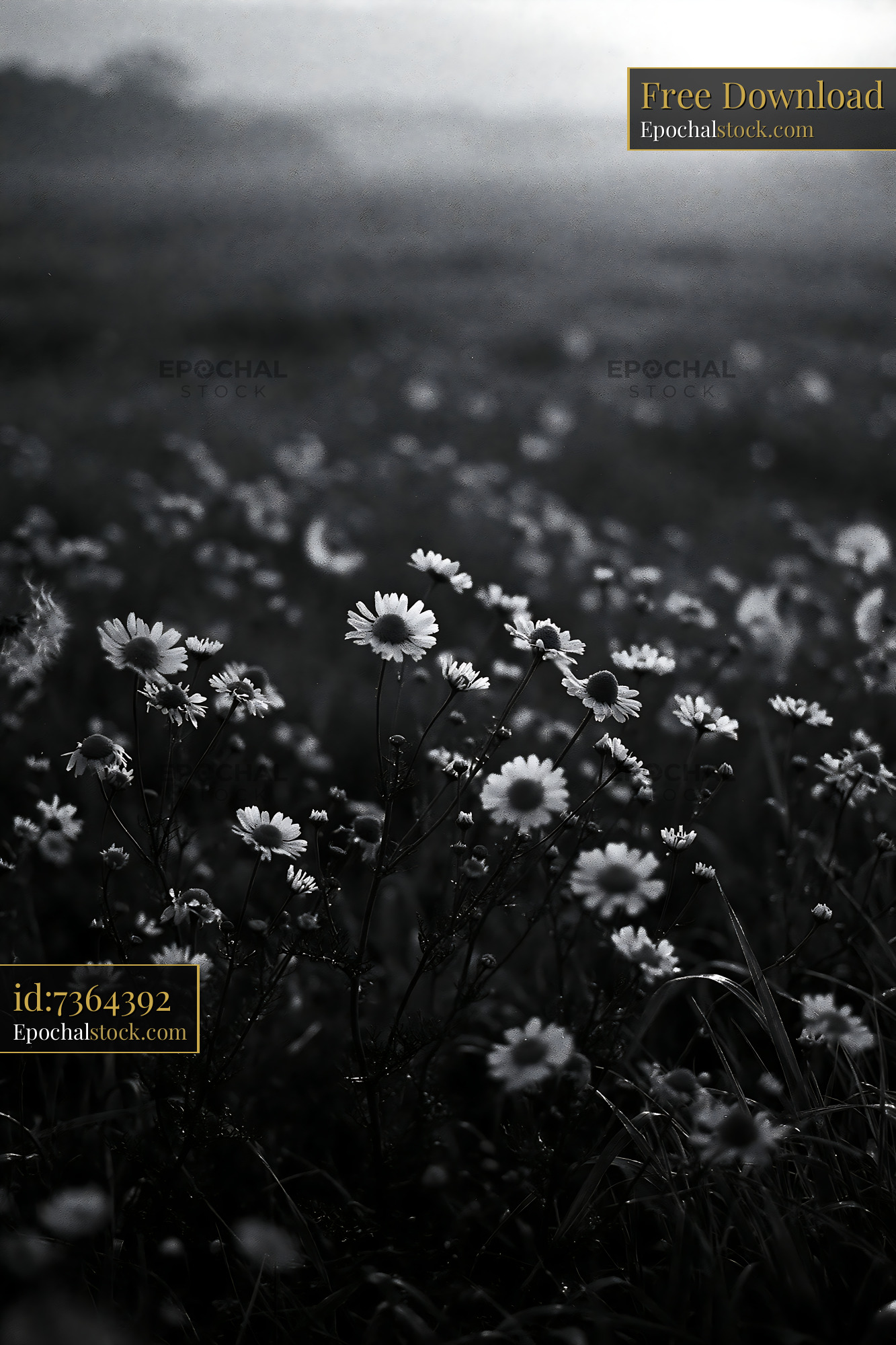 Chamomile Flowers Blooming in a Meadow at Sunset - stock photo
