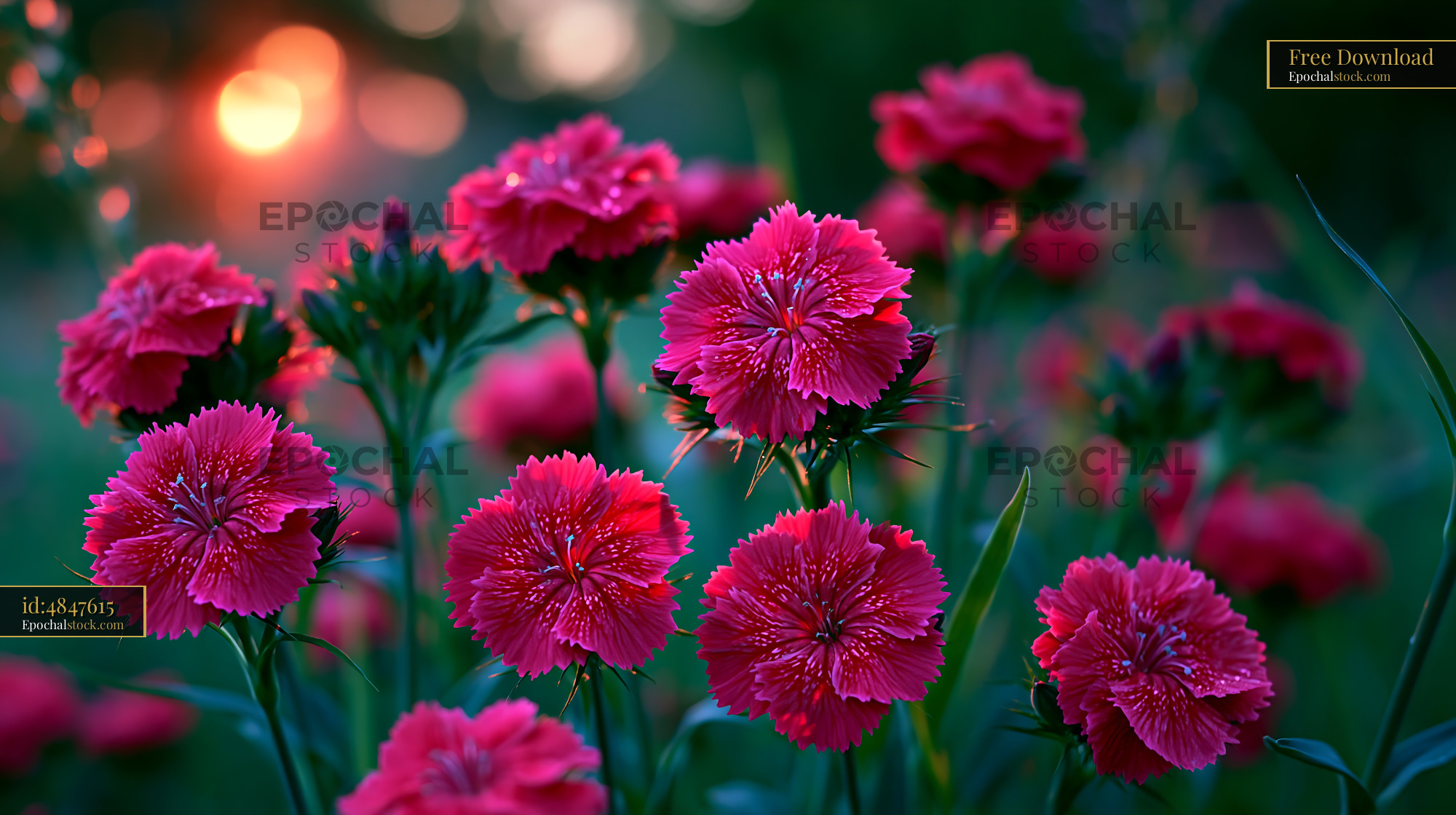 Watermarked full-resolution preview of Flowers bloom during sunset in a garden