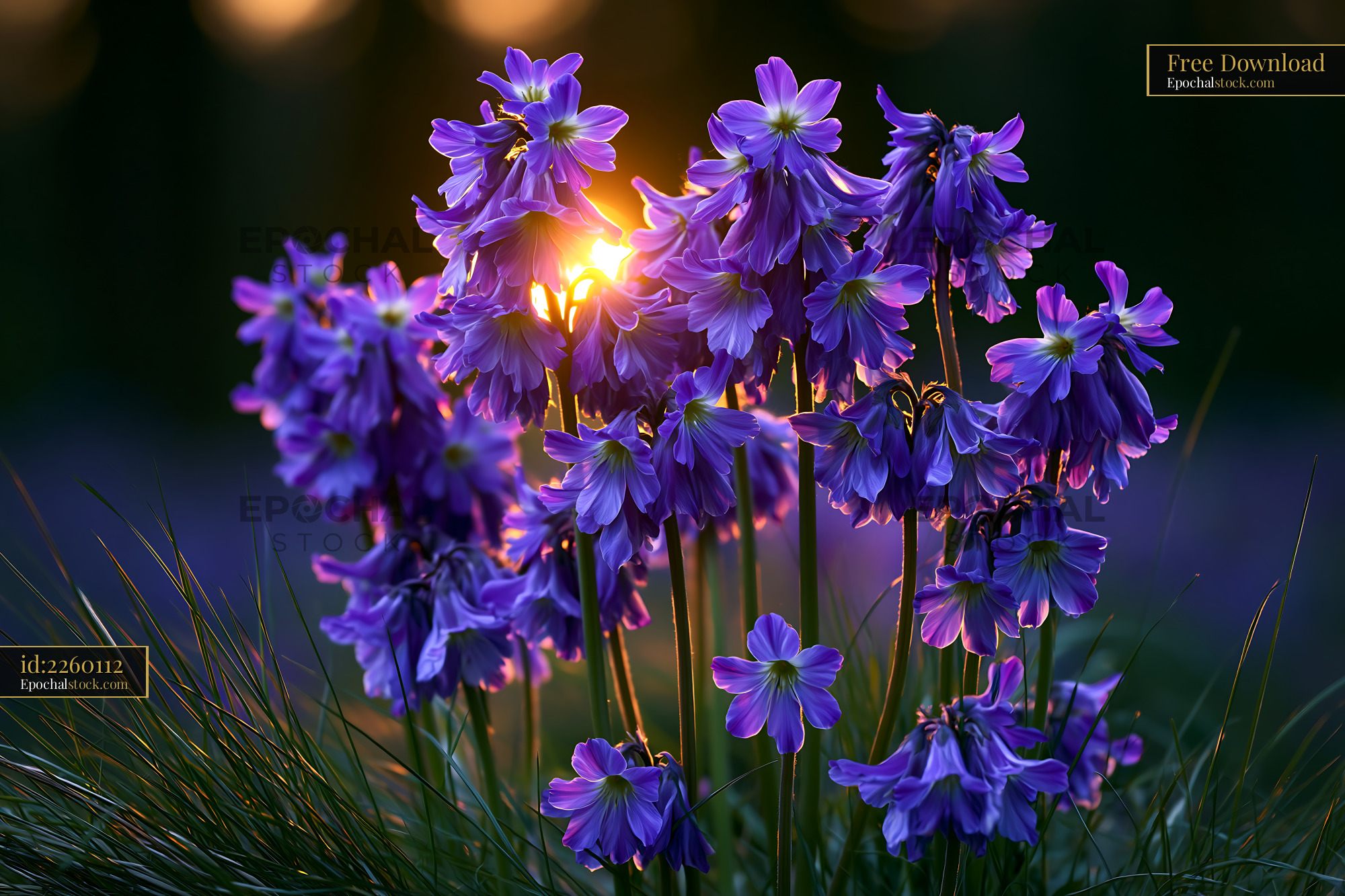 Watermarked full-resolution preview of Purple flowers bloom at sunset in a natural setting