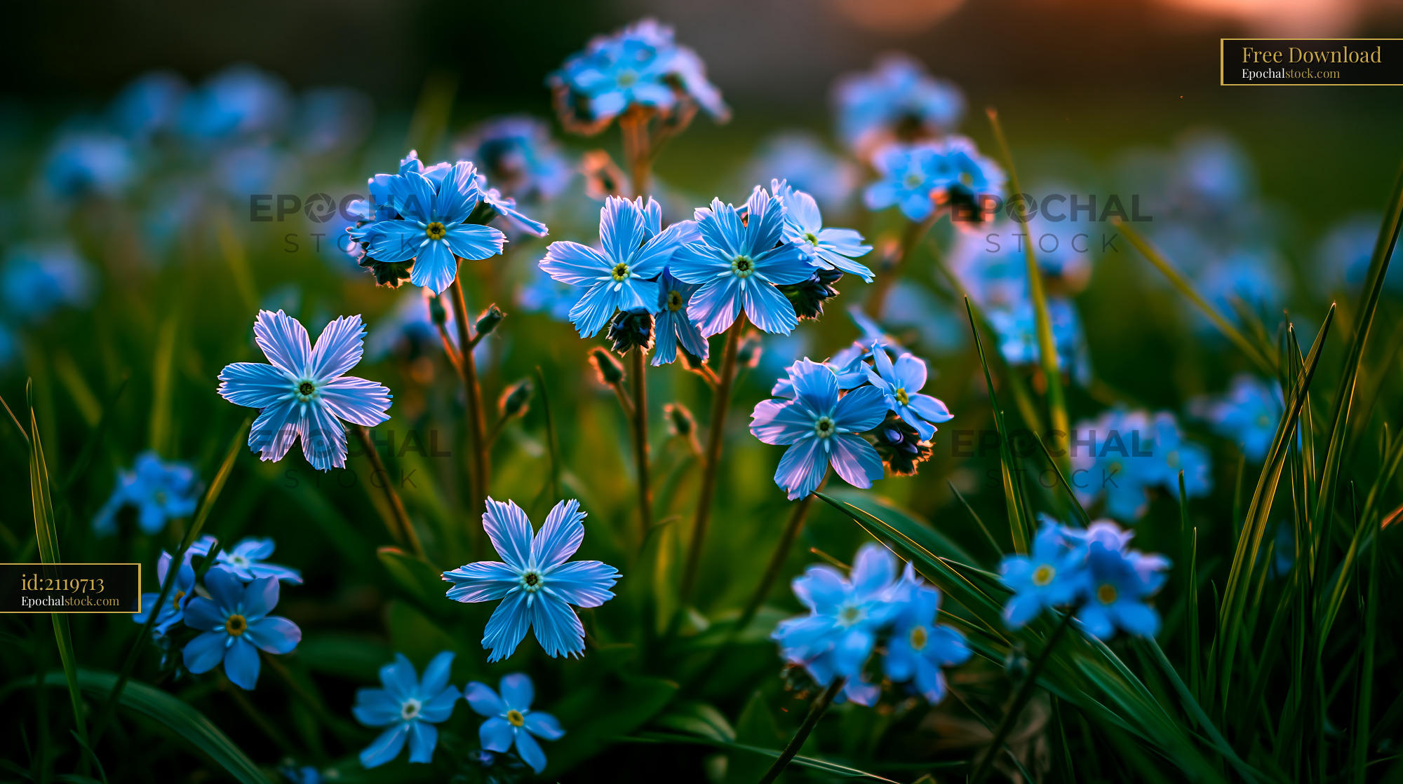 Watermarked full-resolution preview of Bright blue flowers blooming in spring meadow