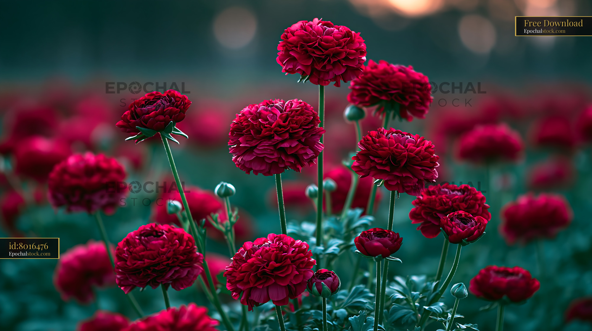 Red Flowers Bloom in a Garden Under Soft Evening Light - stock photo