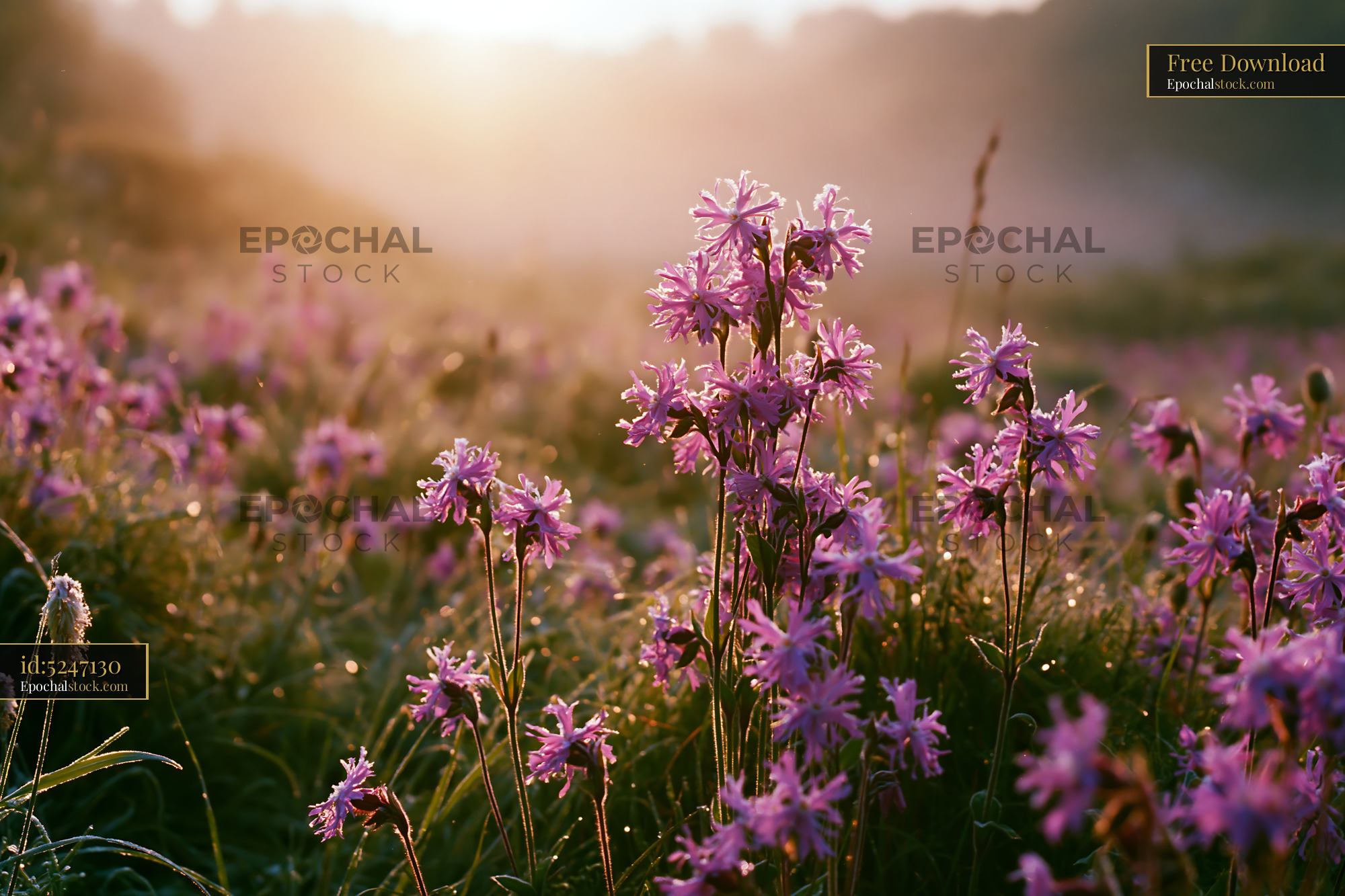 Ragged Robin Flowers in a Field During Golden Hour - stock photo