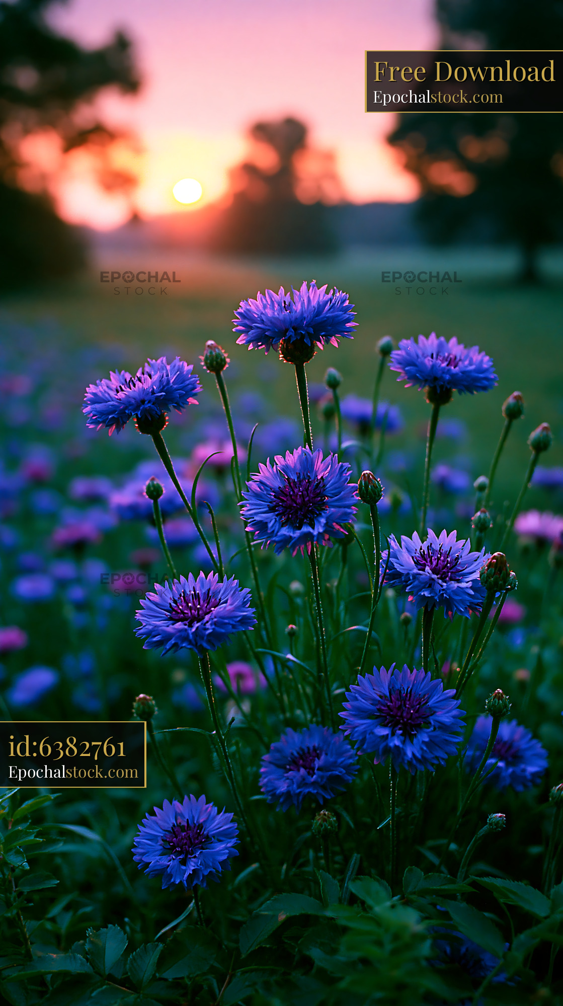 Flowers Bloom in a Meadow During Sunrise With Warm Light - stock photo