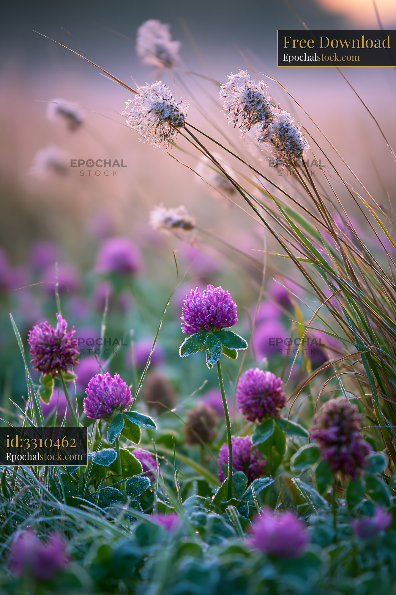 Watermarked full-resolution preview of Purple clover and grass in a field during sunrise