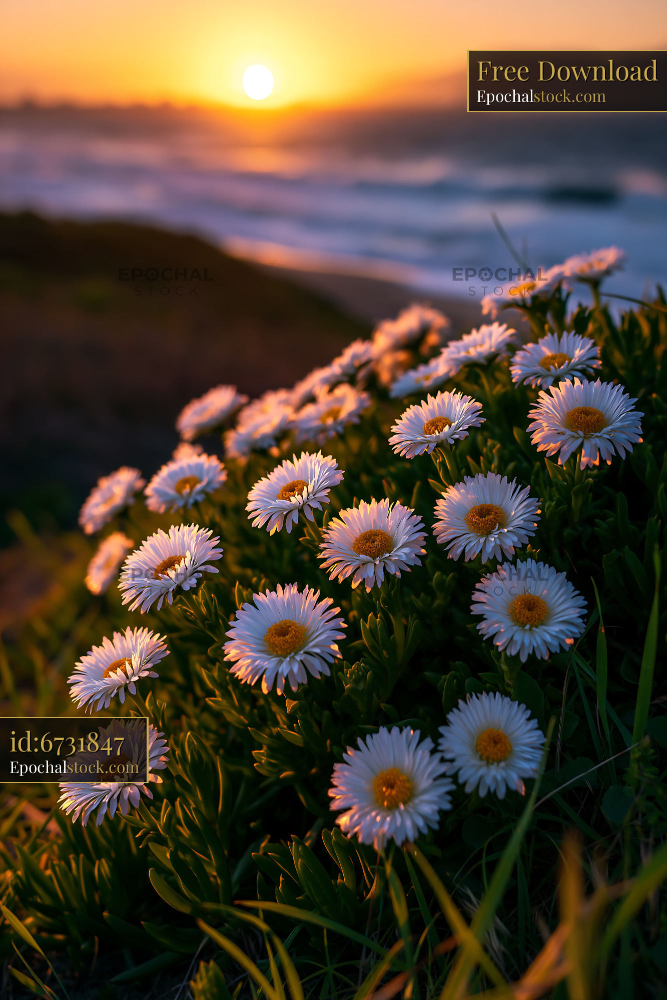 Watermarked full-resolution preview of Flowers by the shore with sunset in the background