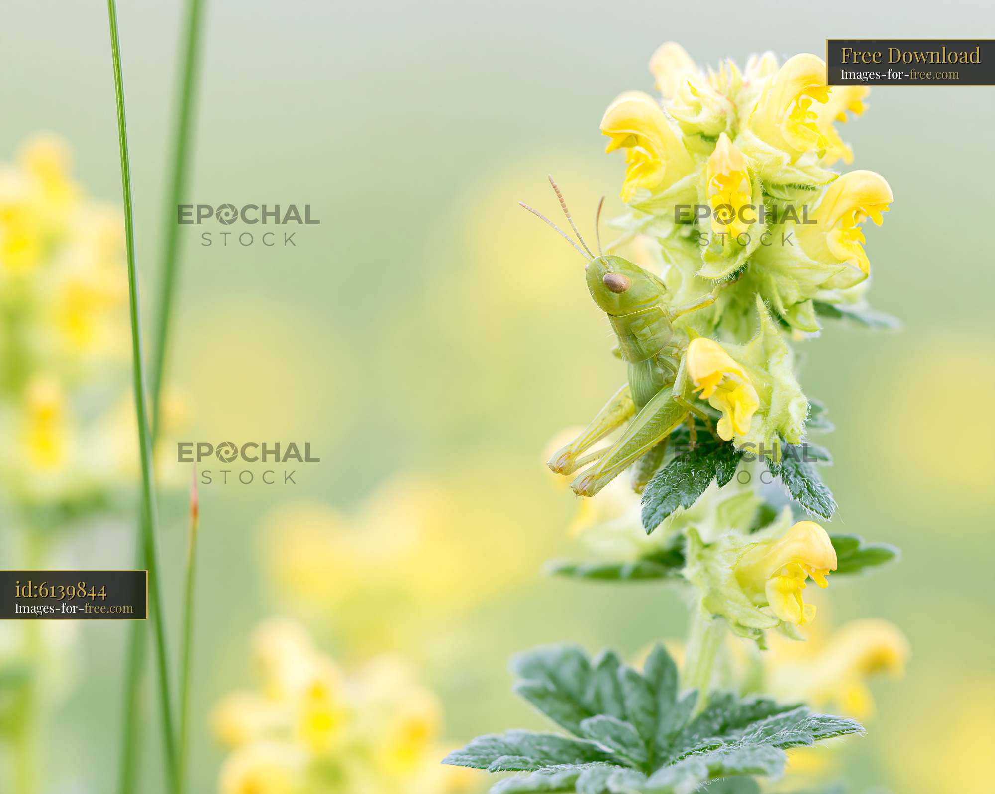 Watermarked full-resolution preview of Grasshopper on yellow flowers during daytime