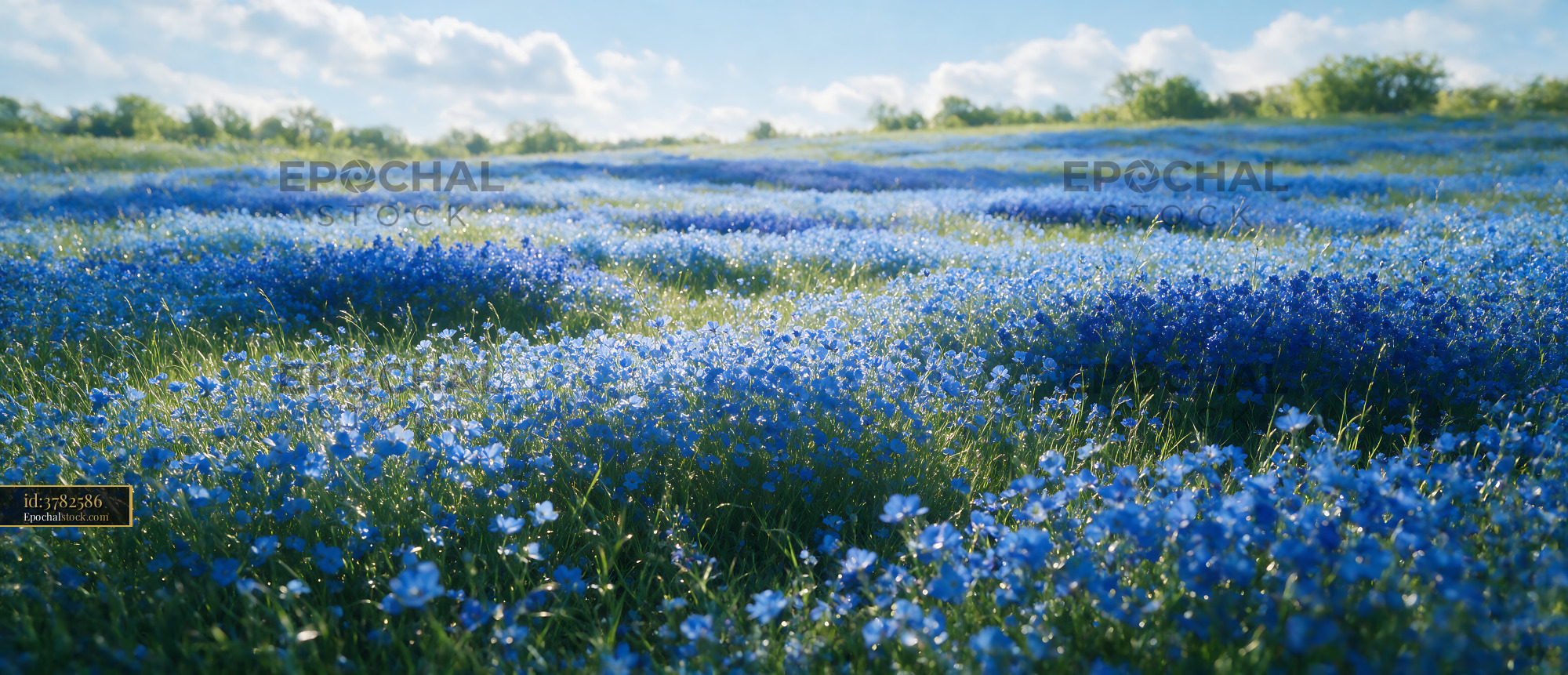 Watermarked full-resolution preview of Vast field of blue flowers under a clear sky