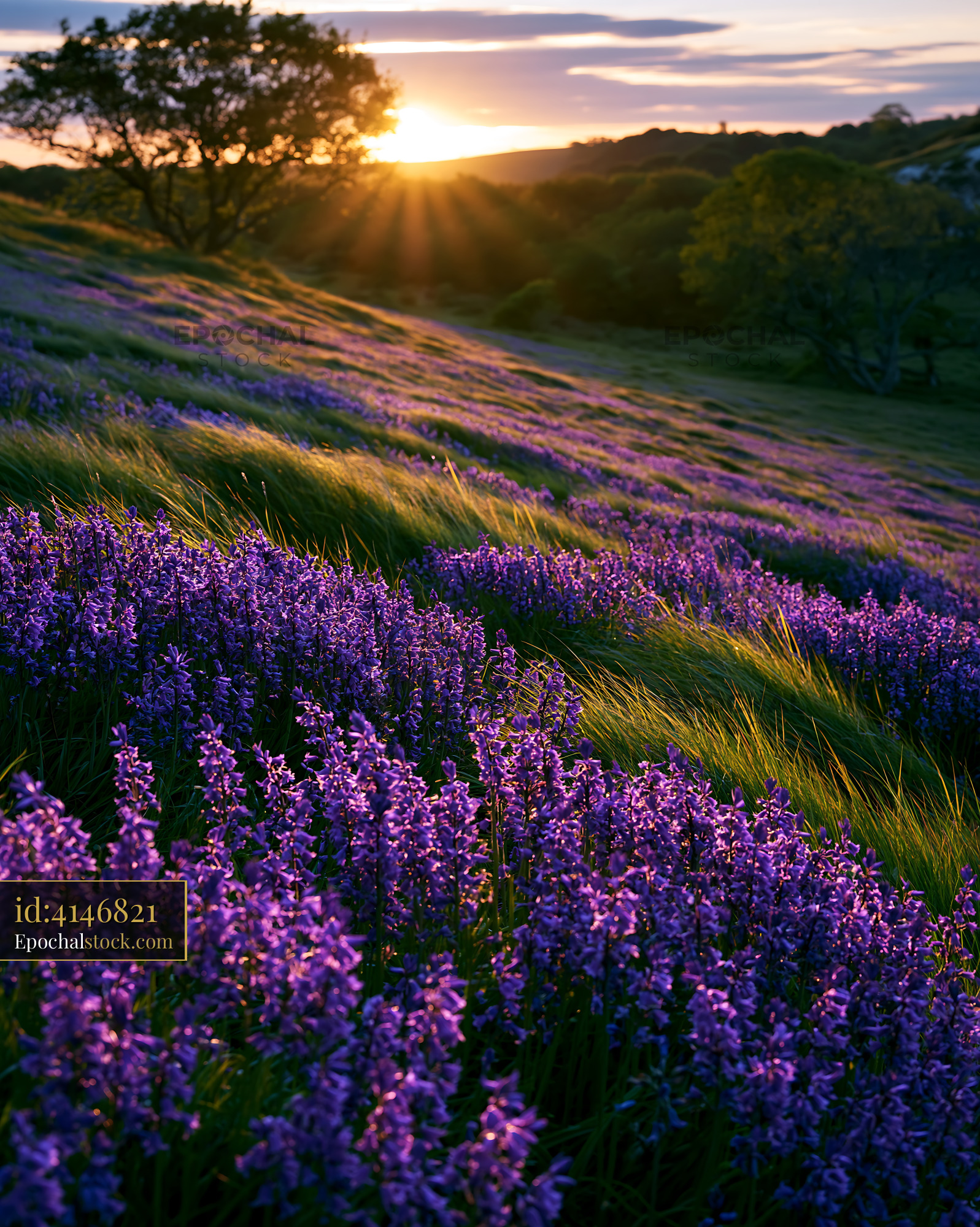 Watermarked full-resolution preview of Field of purple flowers near sunset in a hilly landscape