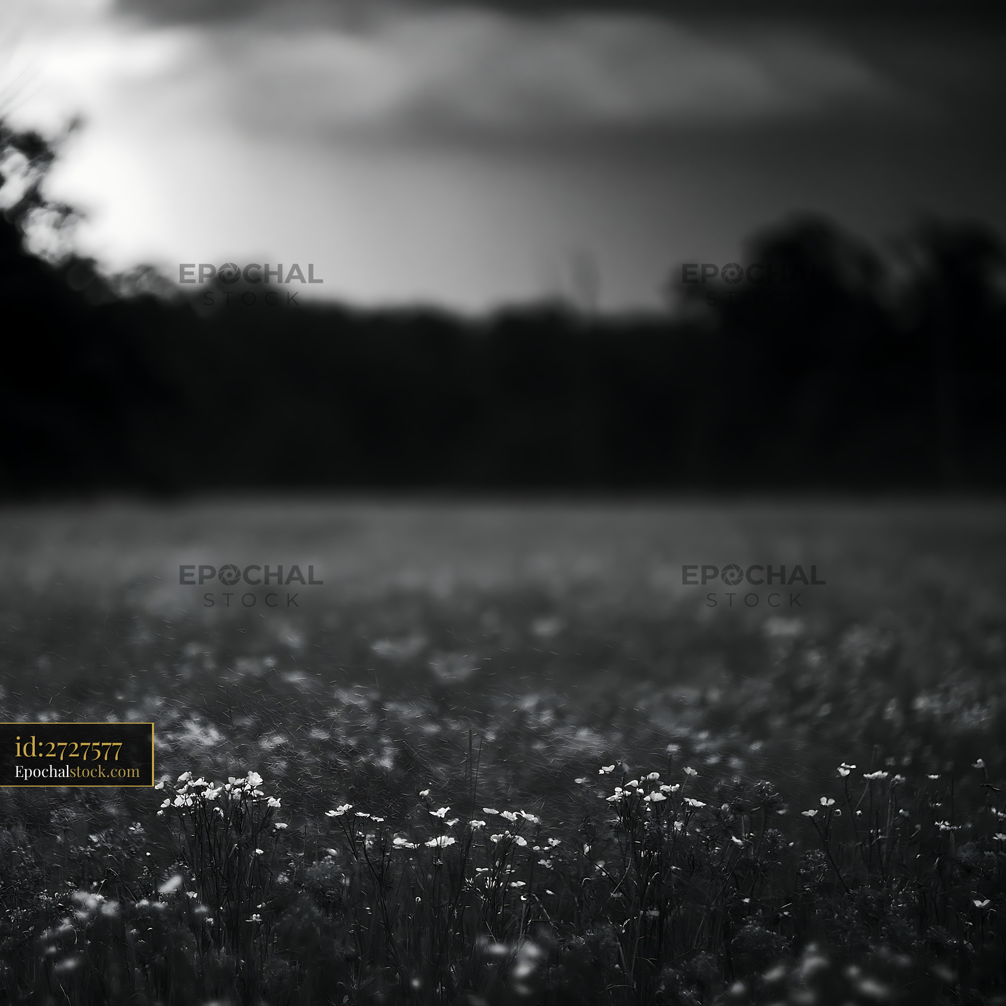 Watermarked full-resolution preview of Wildflowers bloom in a field under a moody sky