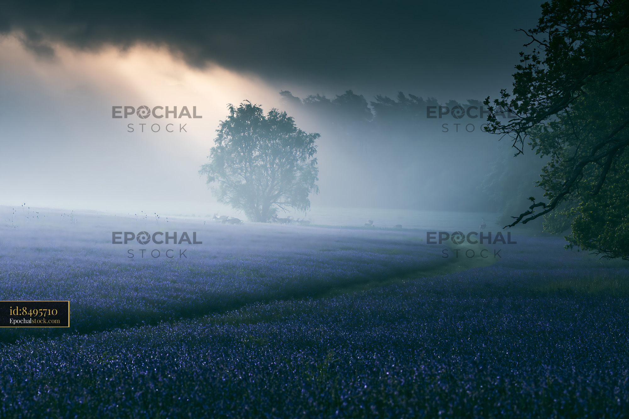 Watermarked full-resolution preview of Purple flower field with tree and fog at dawn