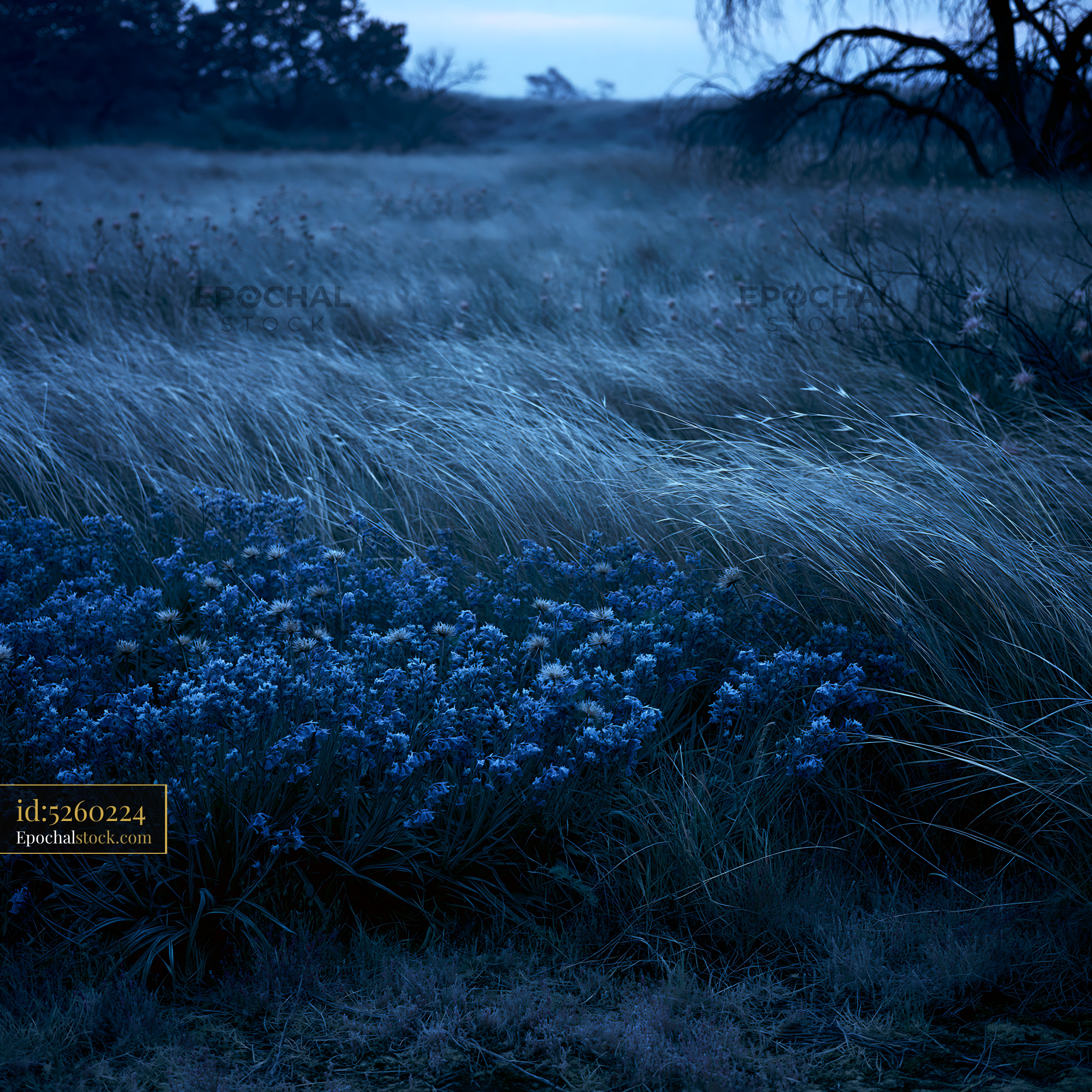 Watermarked full-resolution preview of Blue flowers in a grass field during twilight