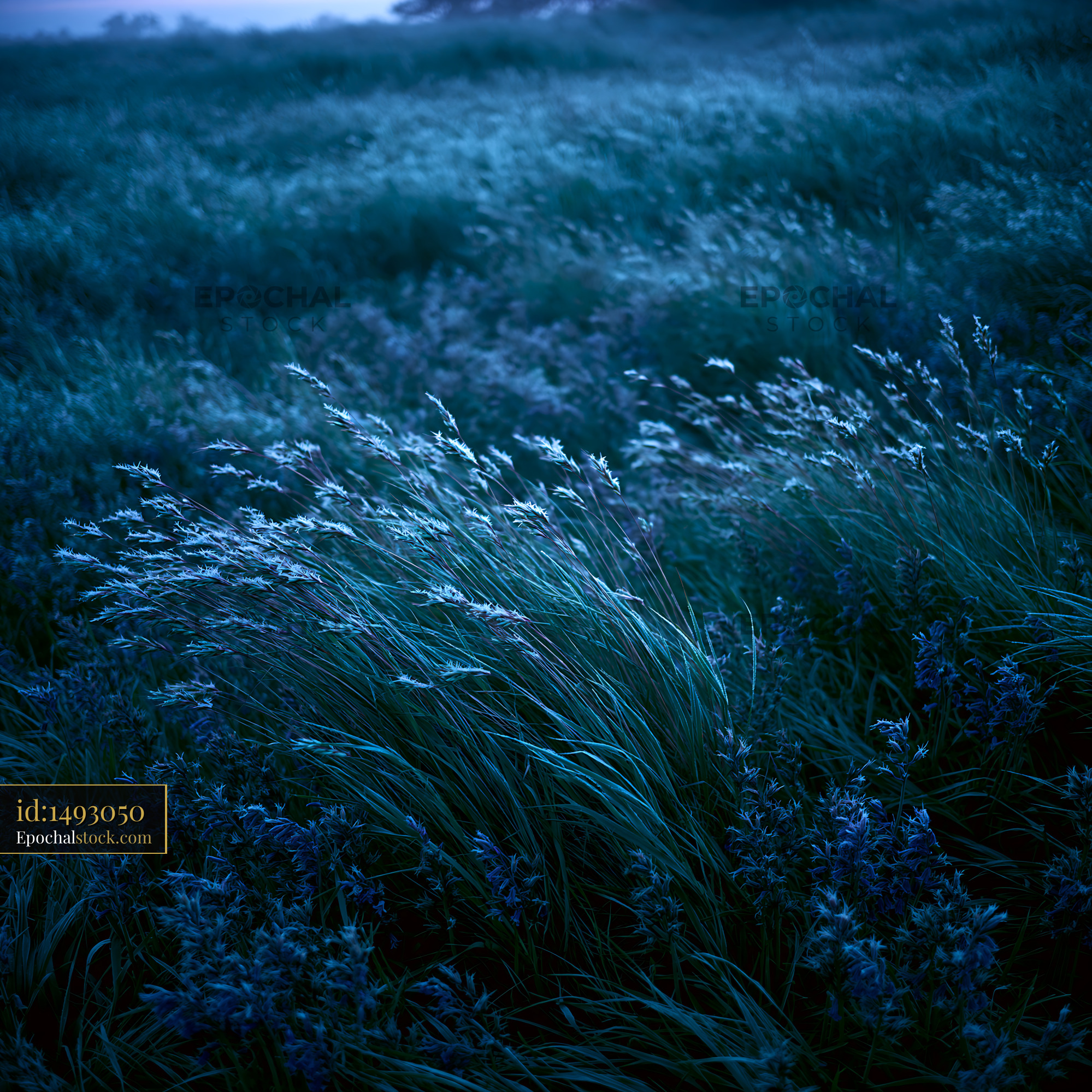 Watermarked full-resolution preview of Fields of grass under blue twilight sky
