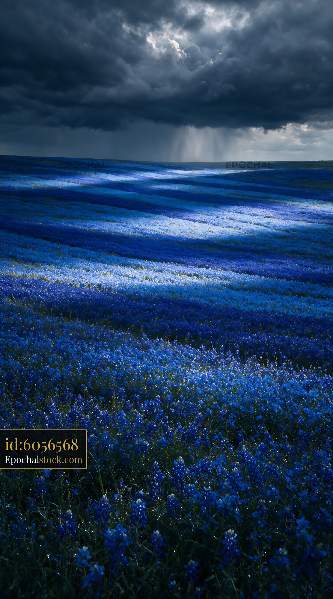 Watermarked full-resolution preview of Vast blue flower fields under a cloudy sky