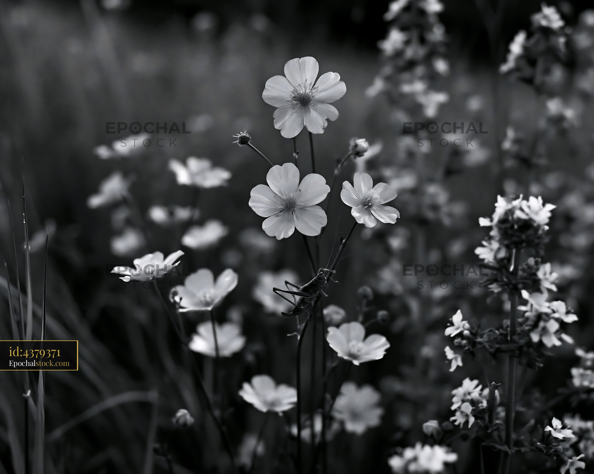 Watermarked full-resolution preview of Black and white wildflowers growing in a field
