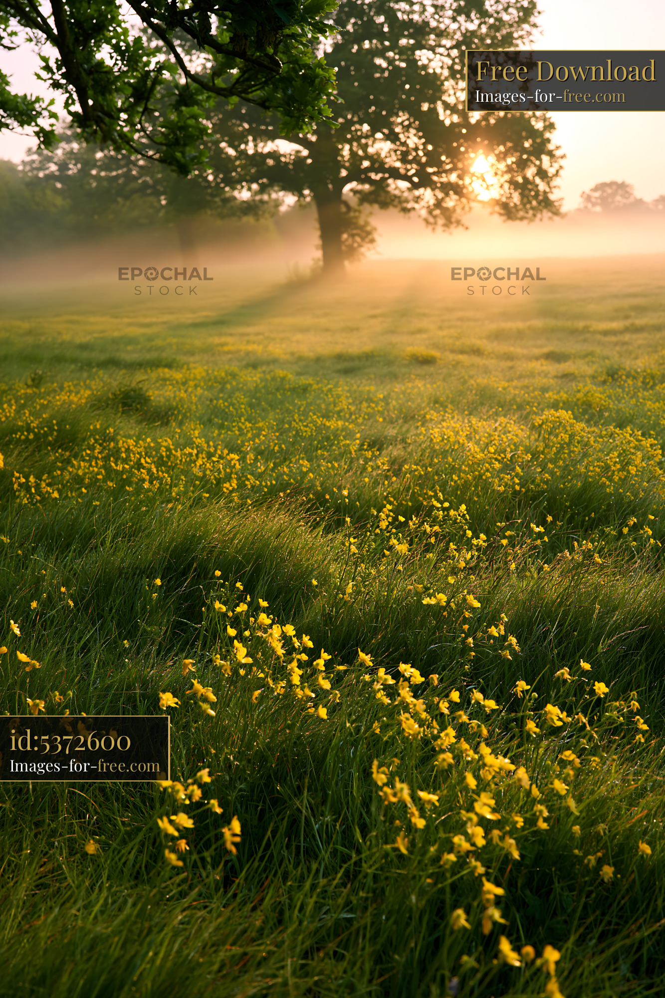 Watermarked full-resolution preview of Morning light shines on a field of yellow flowers and grass