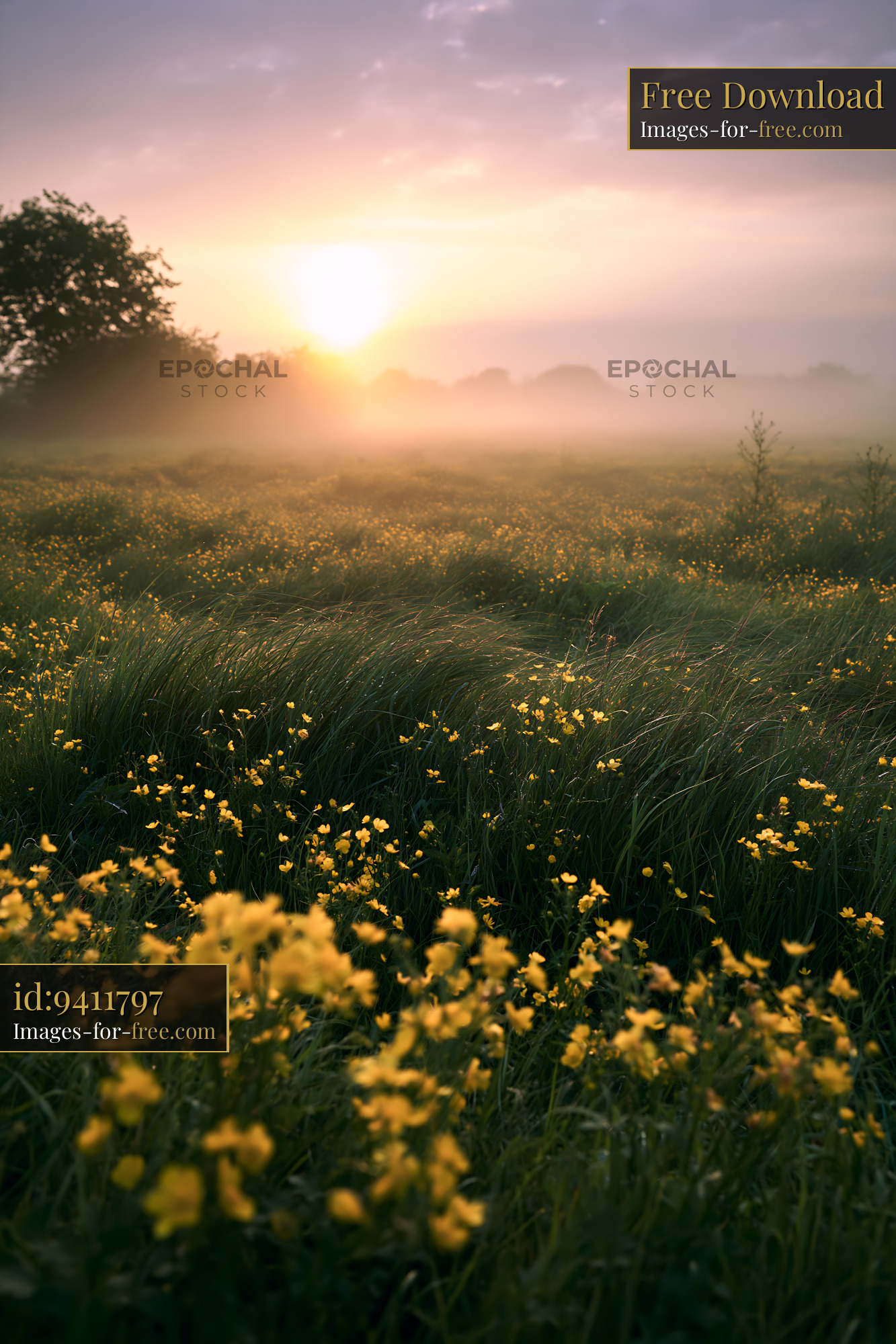 Watermarked full-resolution preview of Sunrise over a field of yellow flowers and grass