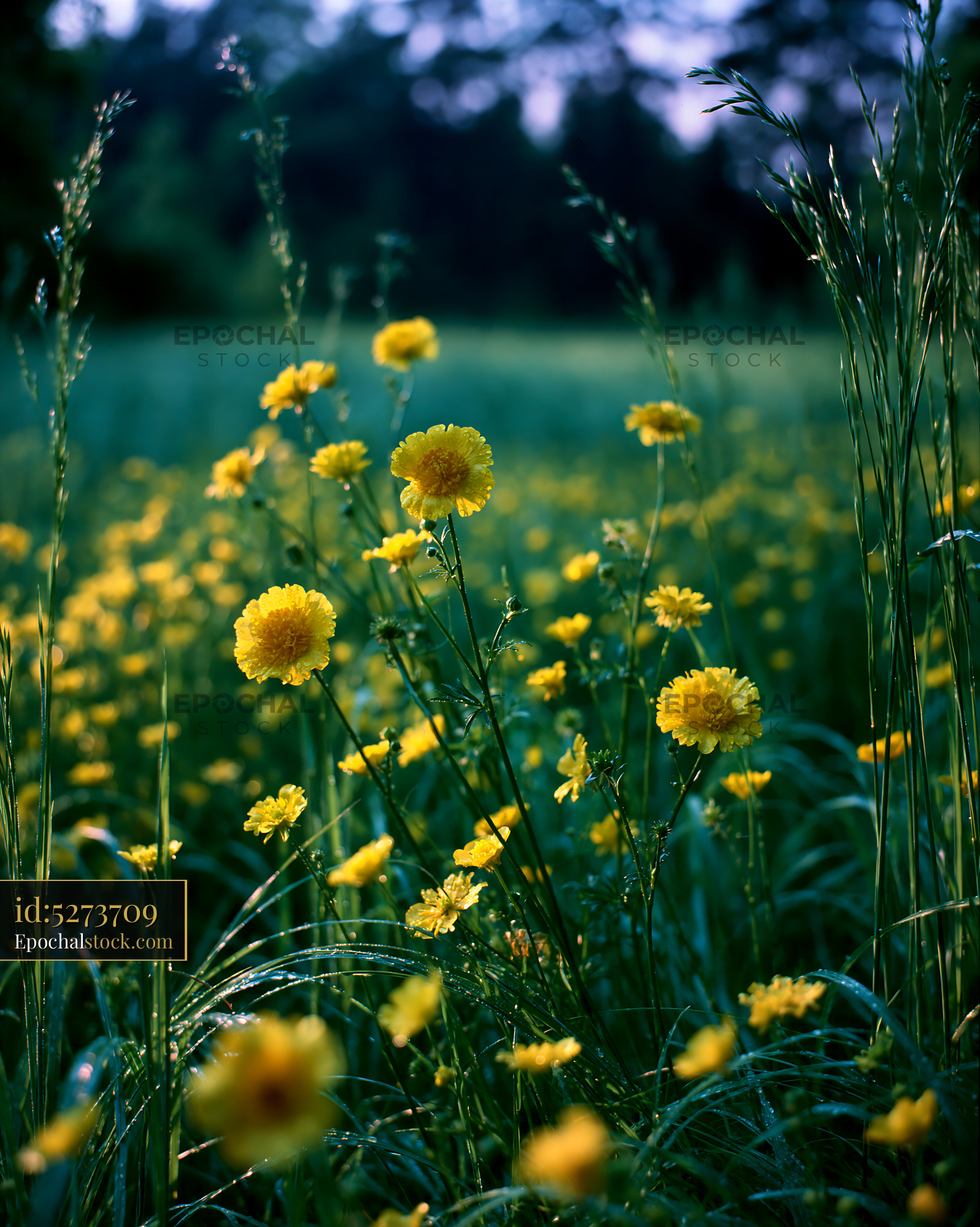 Watermarked full-resolution preview of Field of yellow flowers in late afternoon light