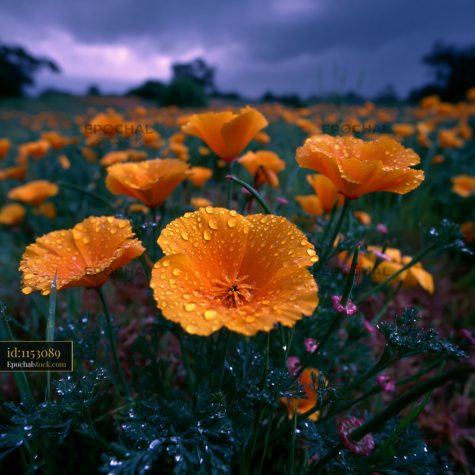 Watermarked full-resolution preview of Yellow flowers with raindrops against a cloudy sky