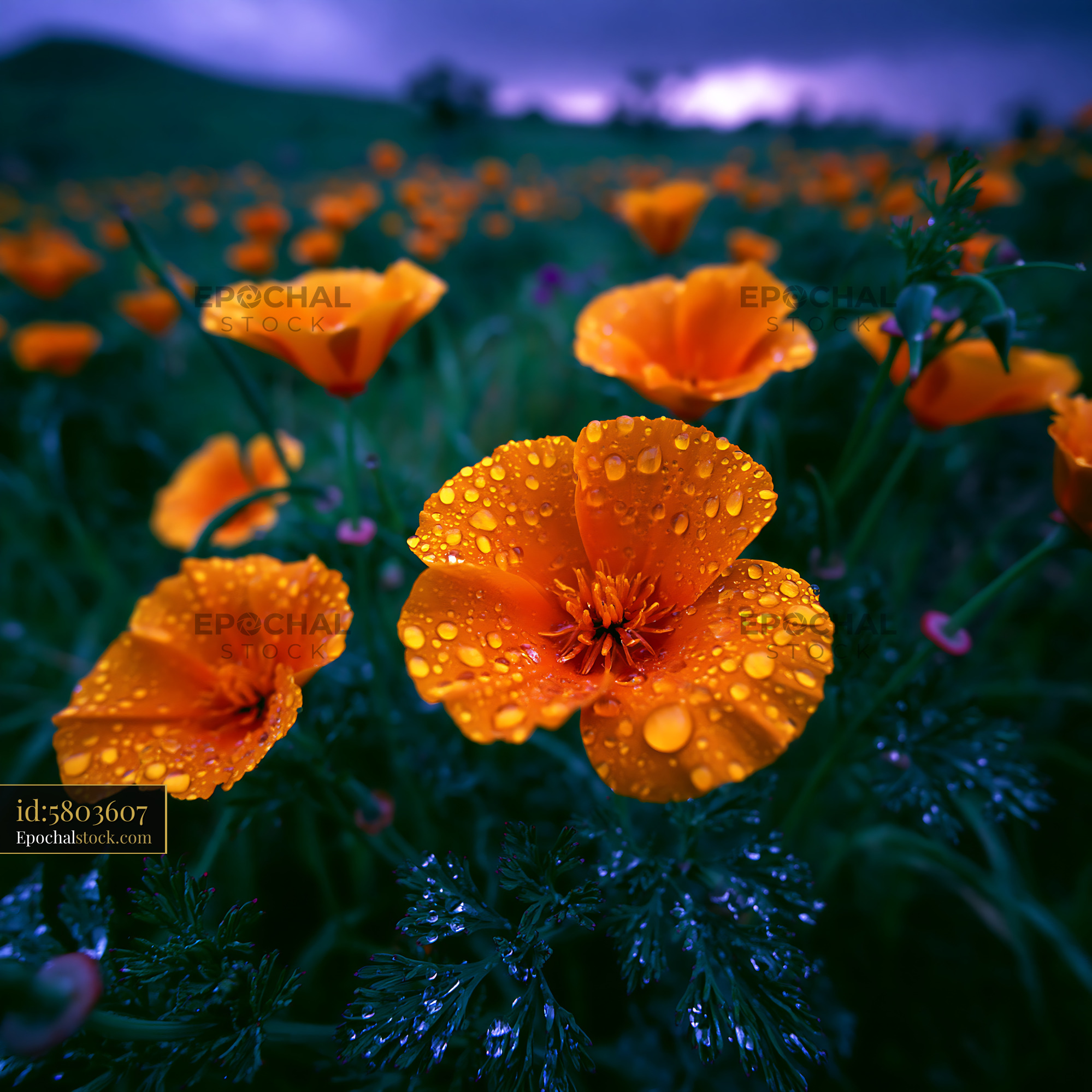 Watermarked full-resolution preview of Bright orange flowers with raindrops in a green field