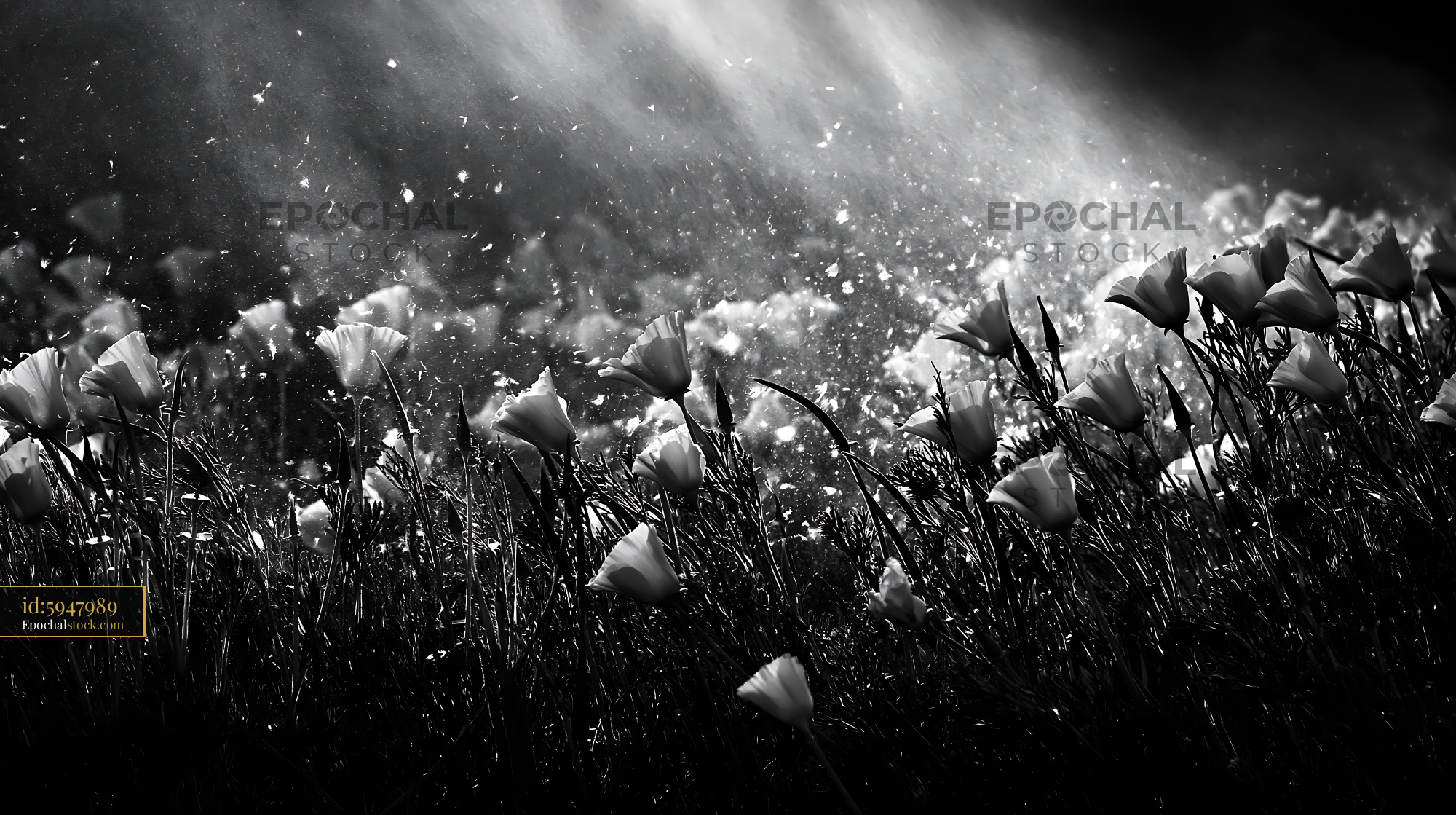 Watermarked full-resolution preview of Sunlight shining on blooming flowers in black and white