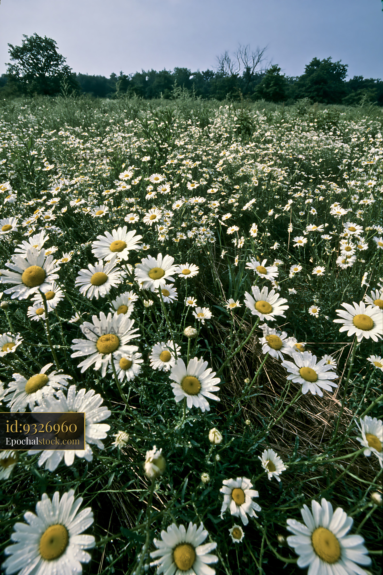Watermarked full-resolution preview of Daisies grow in a field under a blue sky