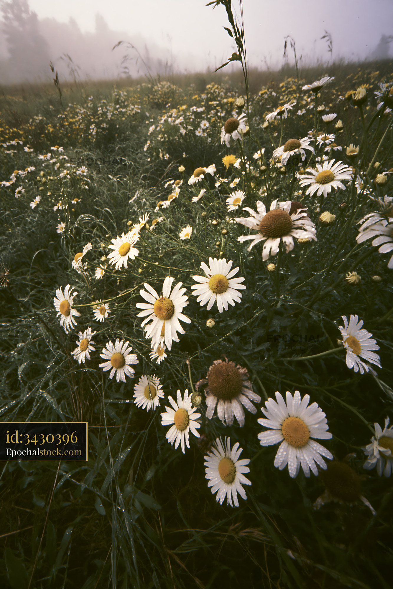 Watermarked full-resolution preview of Field of daisies in early morning fog