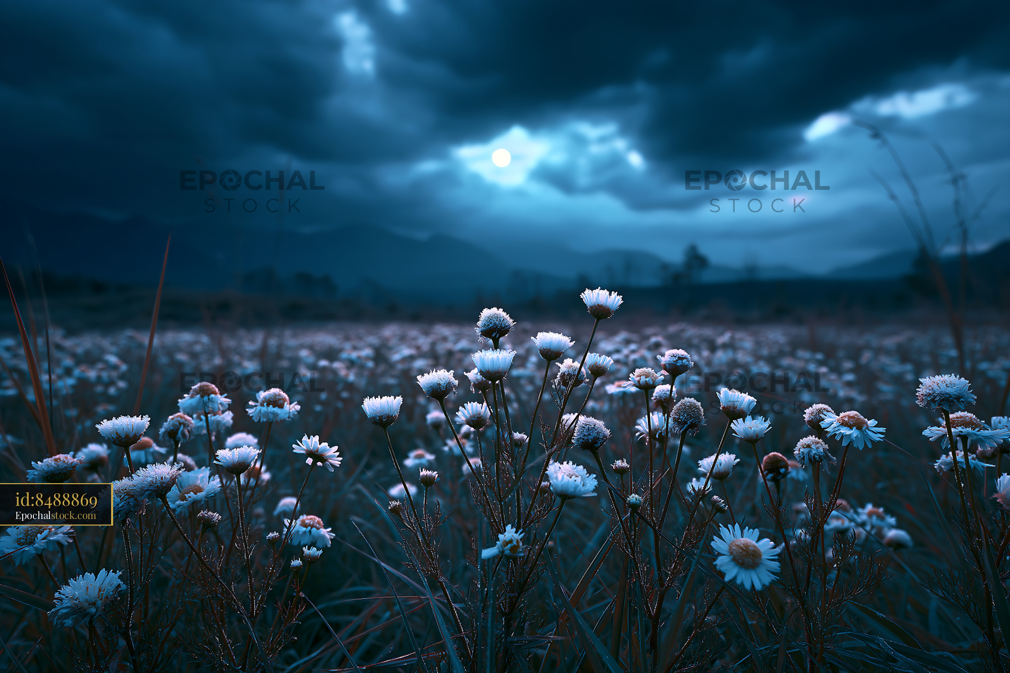 Watermarked full-resolution preview of Flowers in a field under a dark sky at dusk