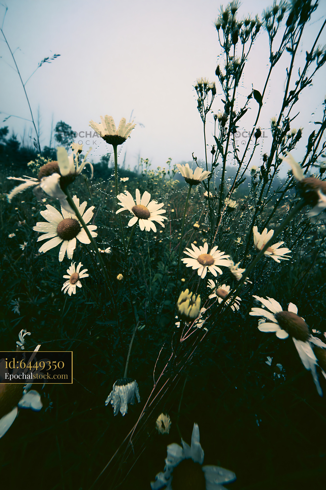 Watermarked full-resolution preview of Daisies and wildflowers in a field on a foggy day