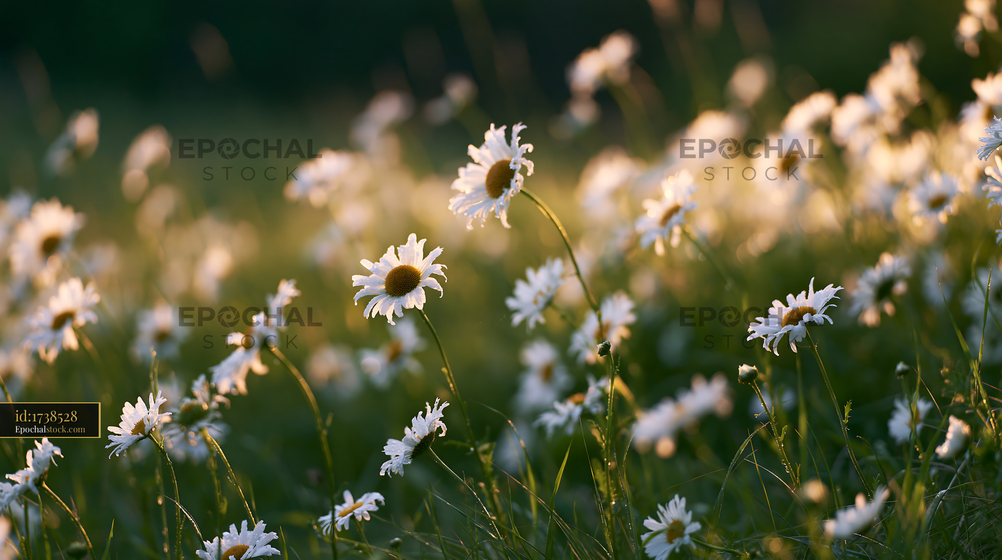 Watermarked full-resolution preview of Field of daisies in sunlight during summer
