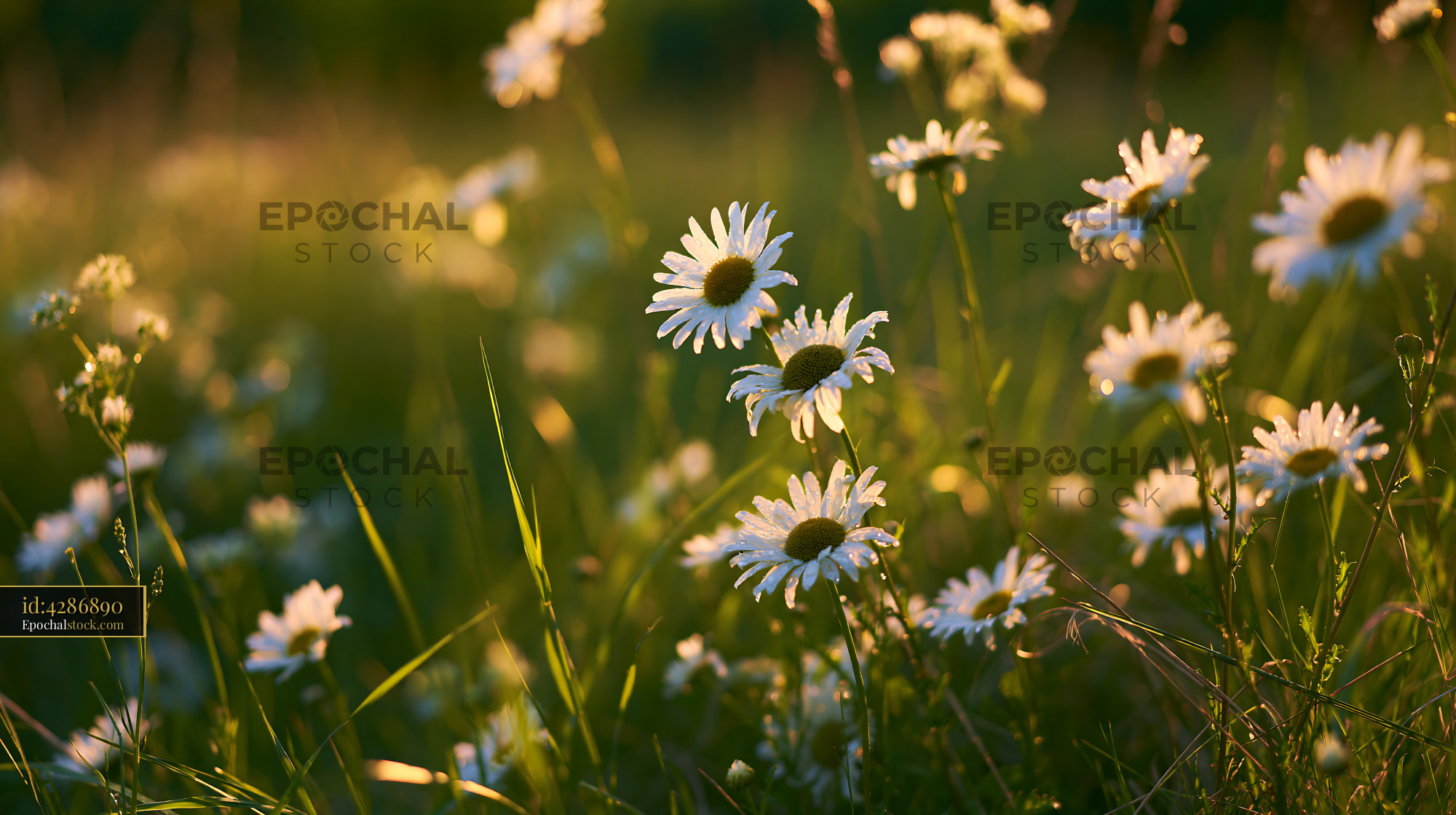 Watermarked full-resolution preview of Daisies blooming in a field during sunset