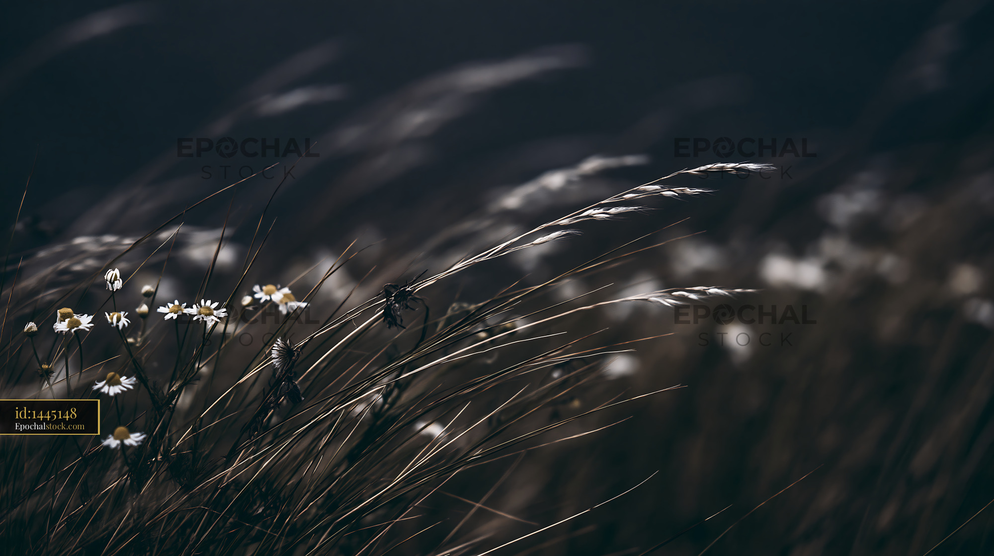 Watermarked full-resolution preview of Wildflowers and grasses in a dark field at sunset