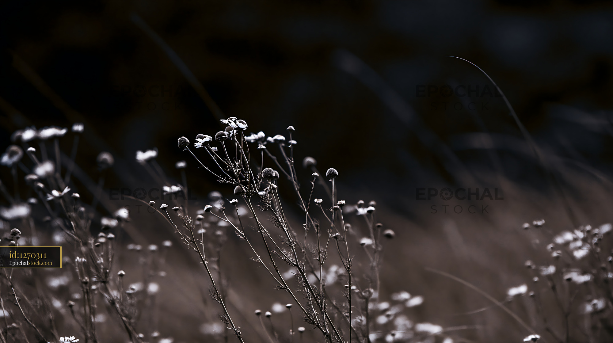 Watermarked full-resolution preview of Wildflowers in black and white with soft background details