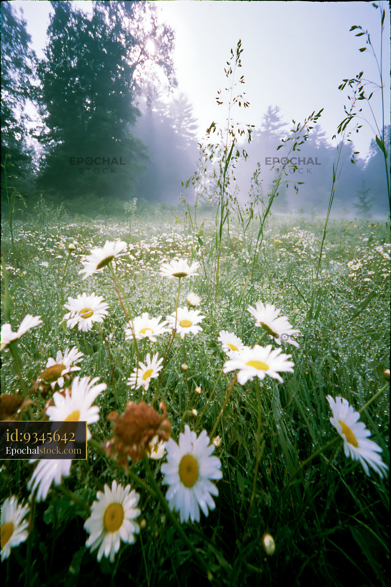 Watermarked full-resolution preview of Daisies blooming in a foggy meadow during early morning