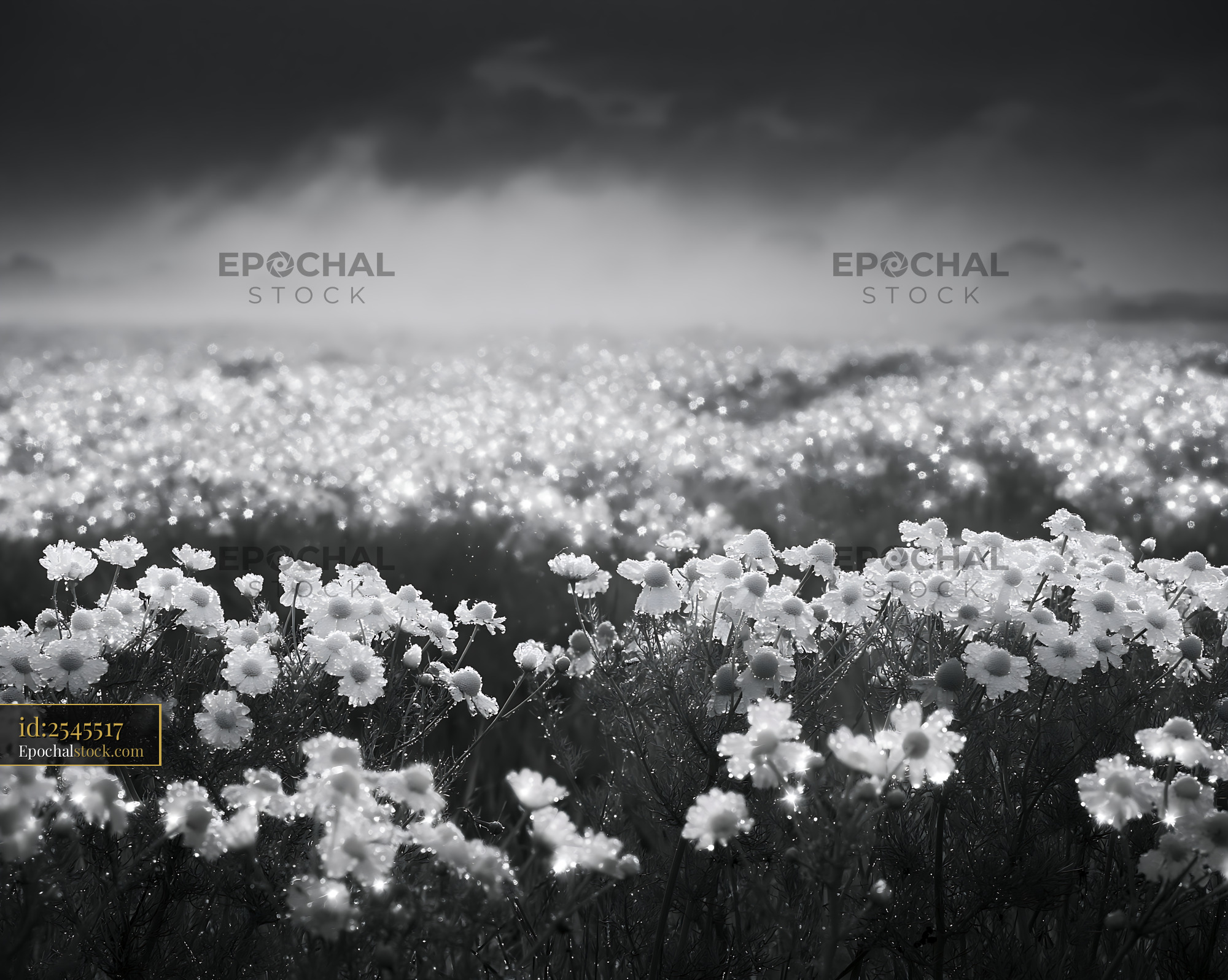 Watermarked full-resolution preview of Fields of flowers under fog