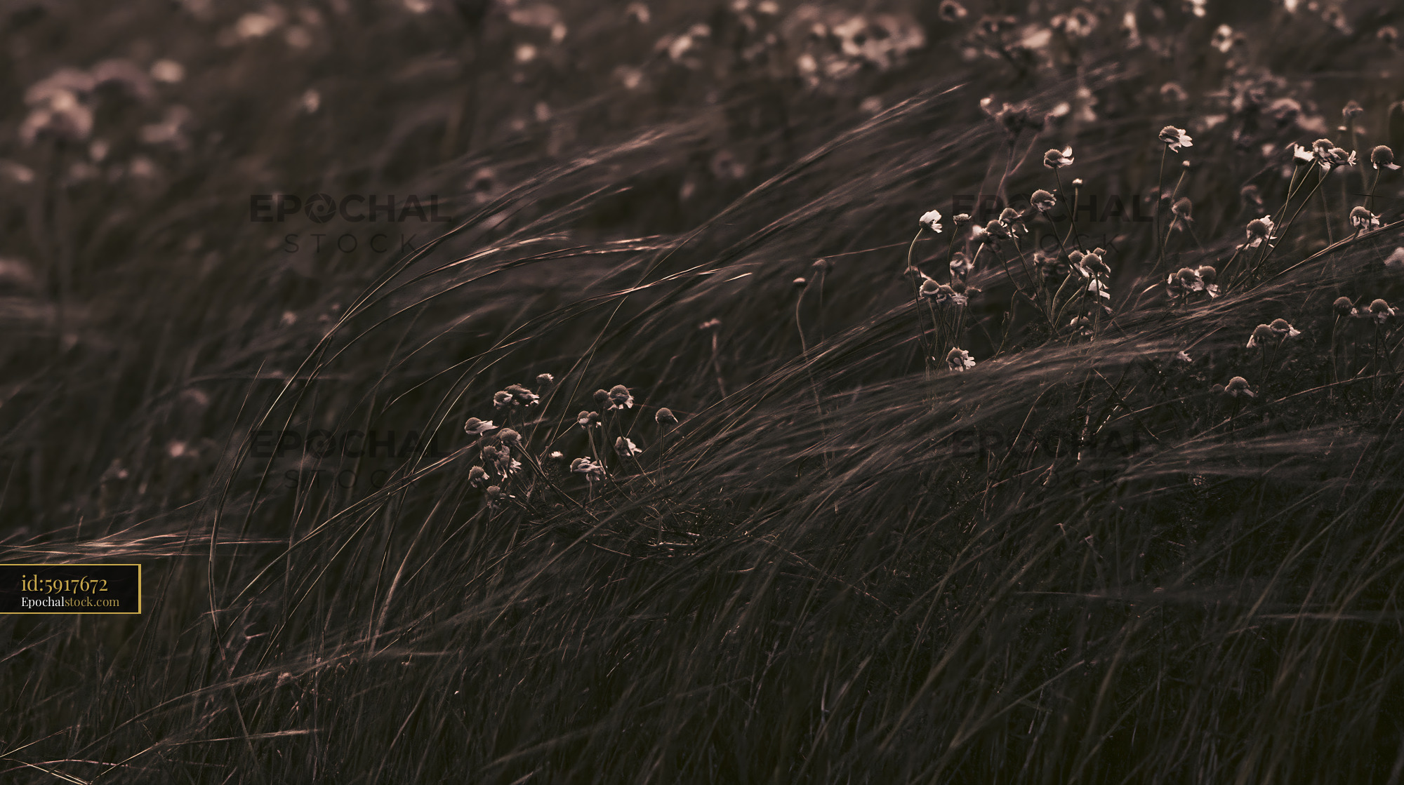 Watermarked full-resolution preview of Wildflowers in a field swaying in the breeze