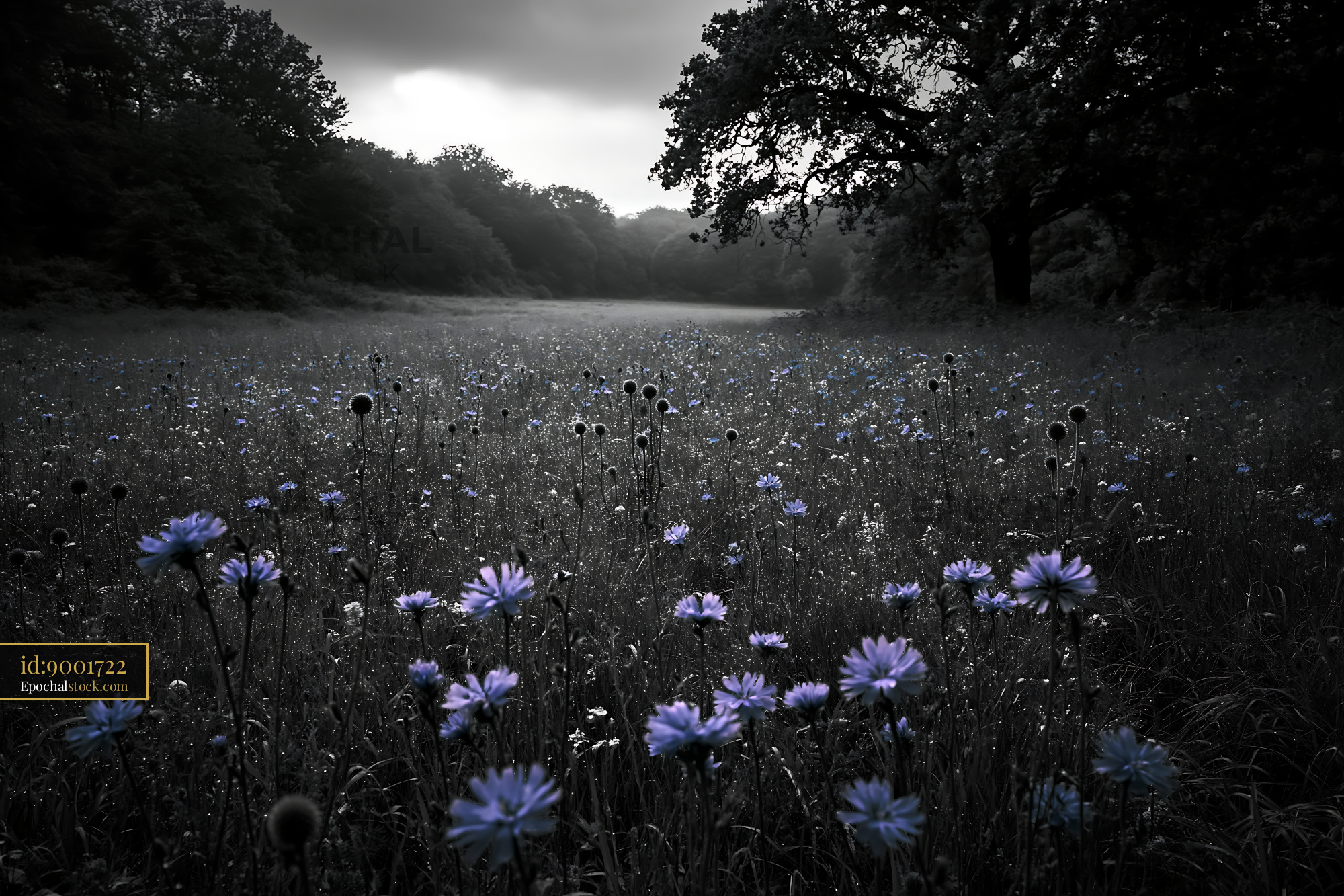 Watermarked full-resolution preview of Purple flowers in a dark meadow under a cloudy sky