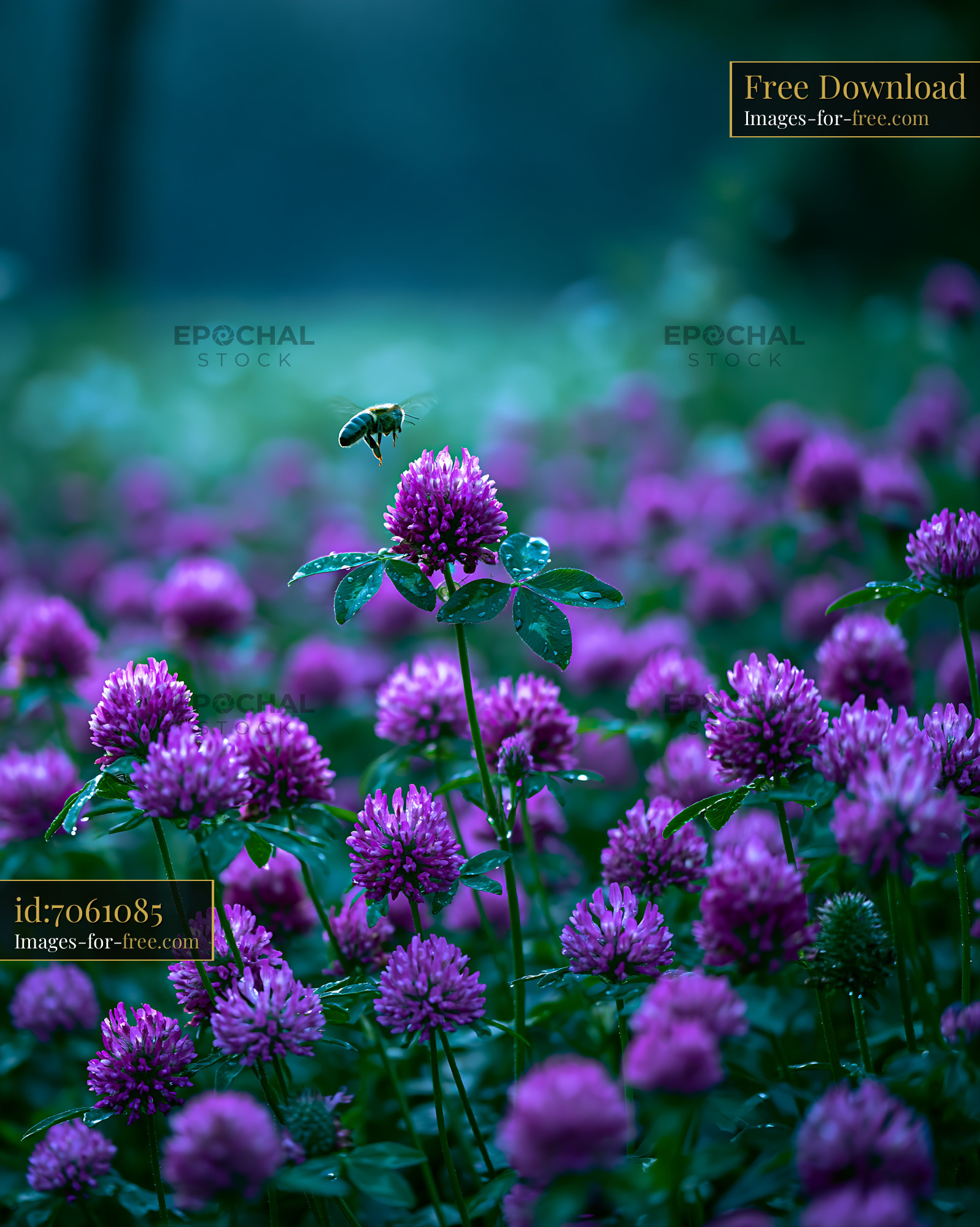 Watermarked full-resolution preview of Bee hovering over purple clover flowers in a garden