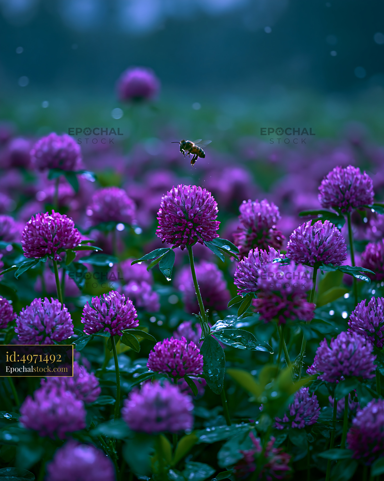 Watermarked full-resolution preview of Bee collecting nectar from clover flowers in a field