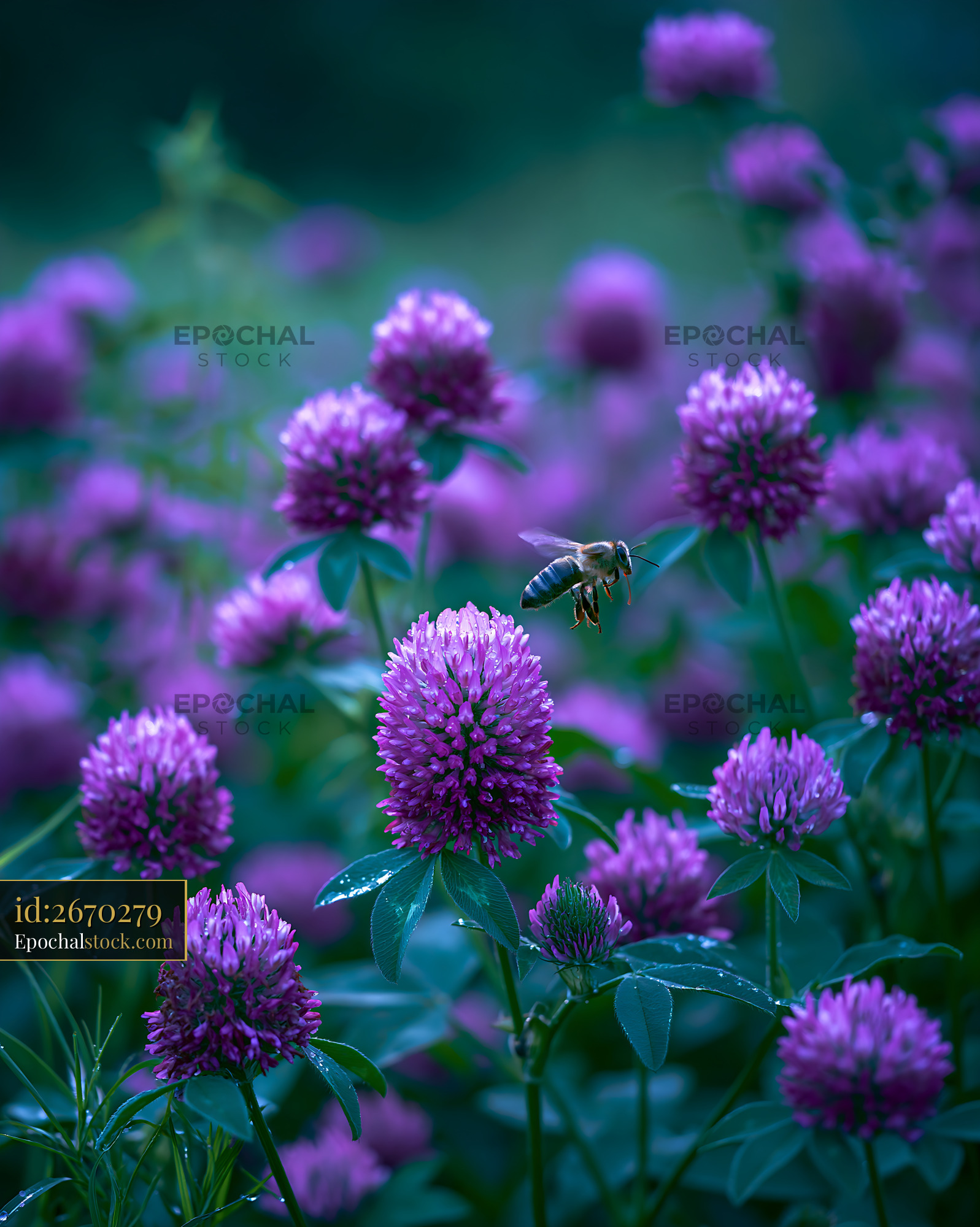 Watermarked full-resolution preview of Bee flying over purple flowers in a garden