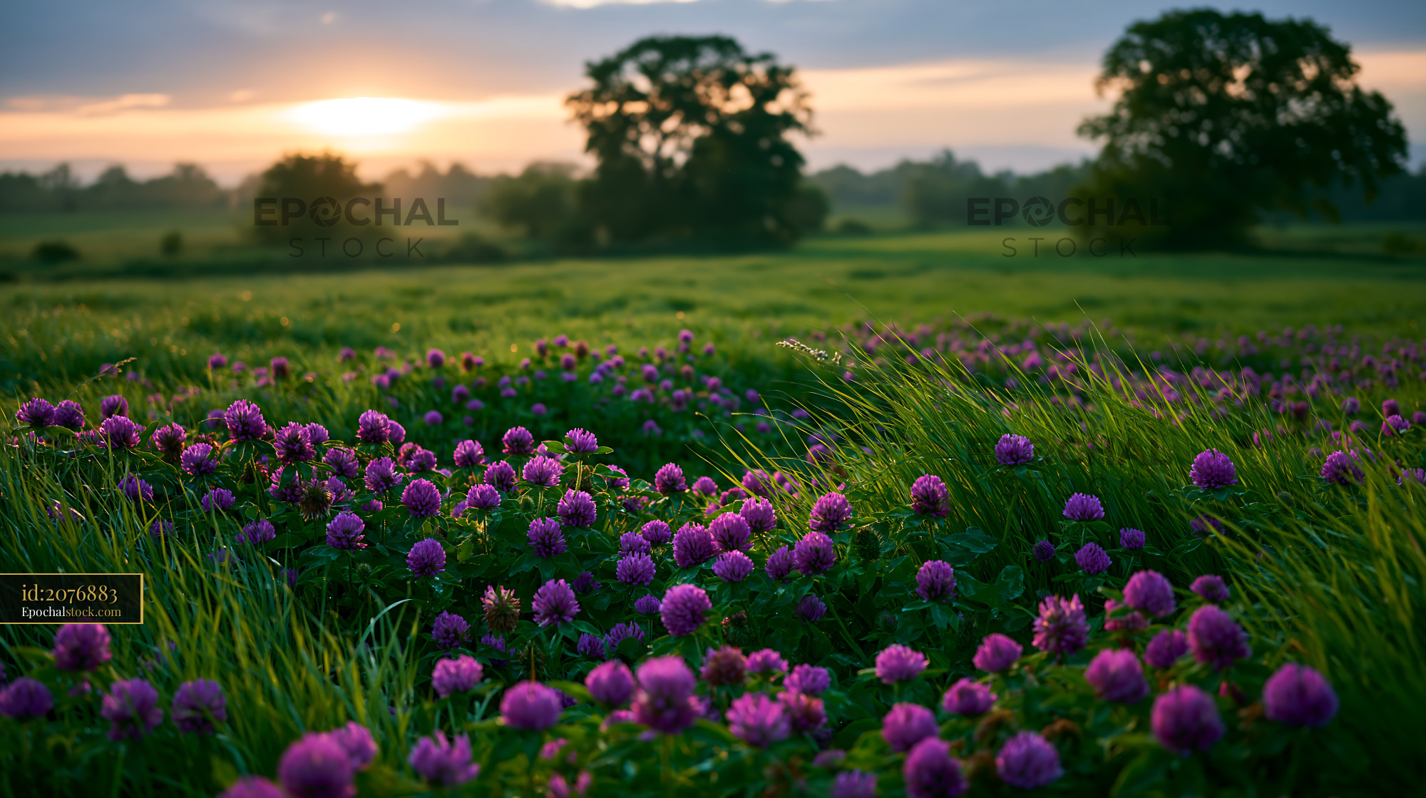 Watermarked full-resolution preview of Sunset over a flower field with purple blooms and trees