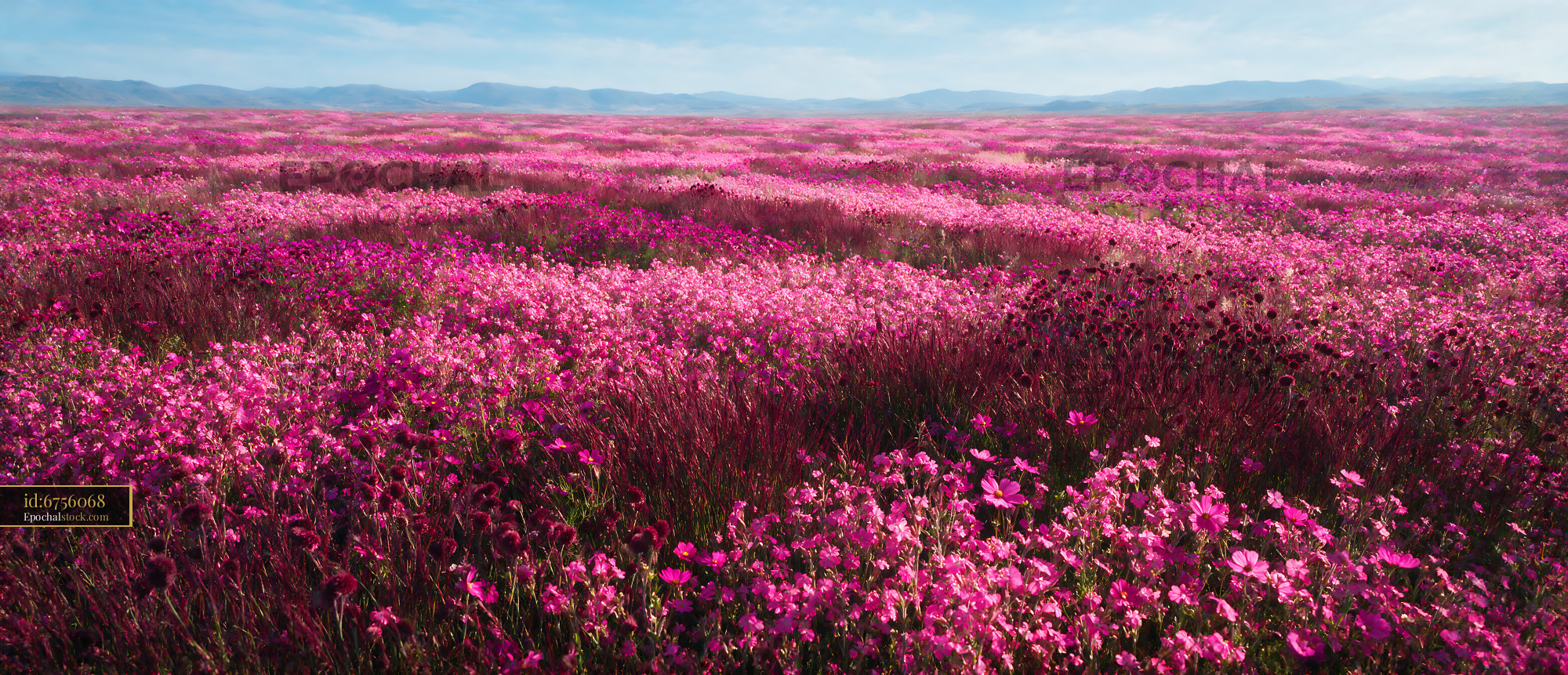 Watermarked full-resolution preview of Vast field of pink flowers under a clear blue sky