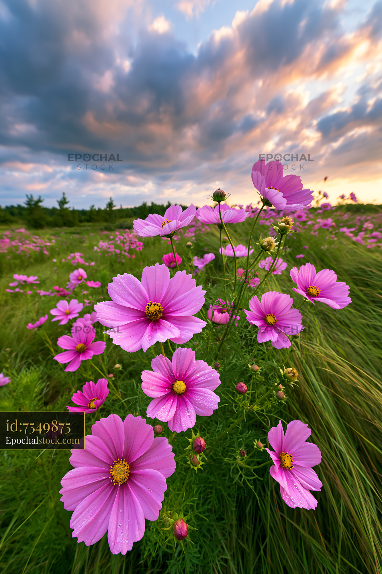 Watermarked full-resolution preview of Pink flowers bloom in a field under cloudy skies