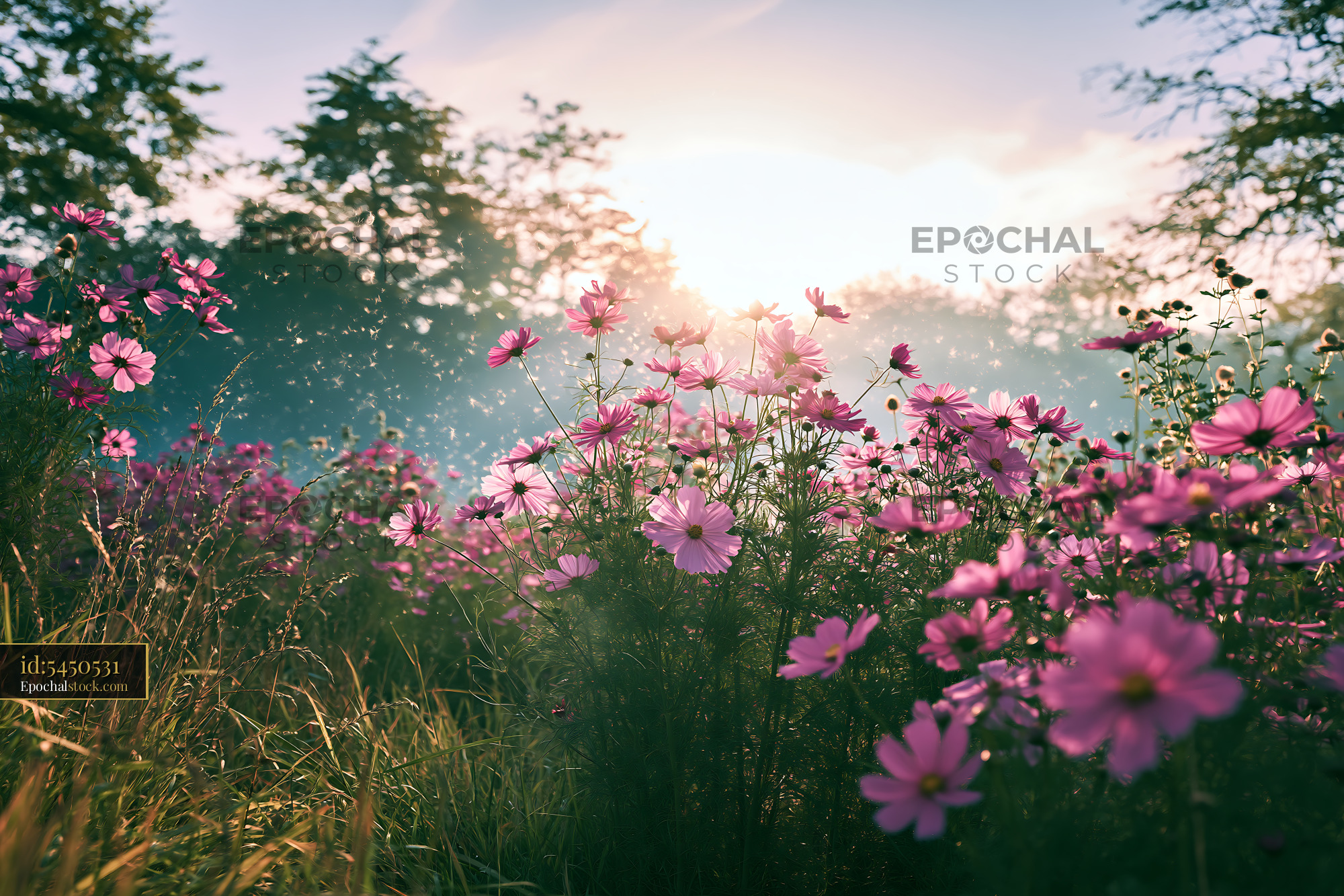 Watermarked full-resolution preview of Flowers bloom in a field during sunrise