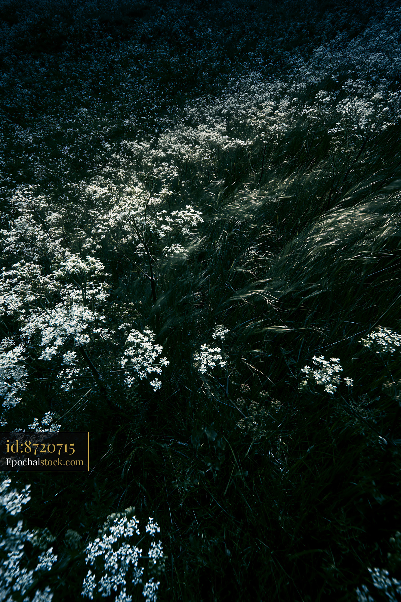 Watermarked full-resolution preview of Flower field with grass under natural light