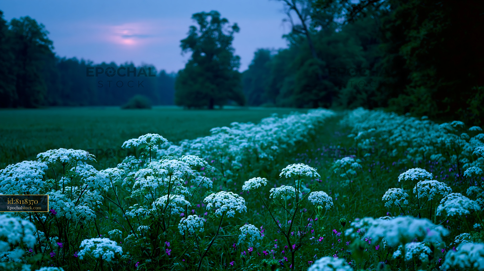Watermarked full-resolution preview of Flower field at dusk with trees in the background