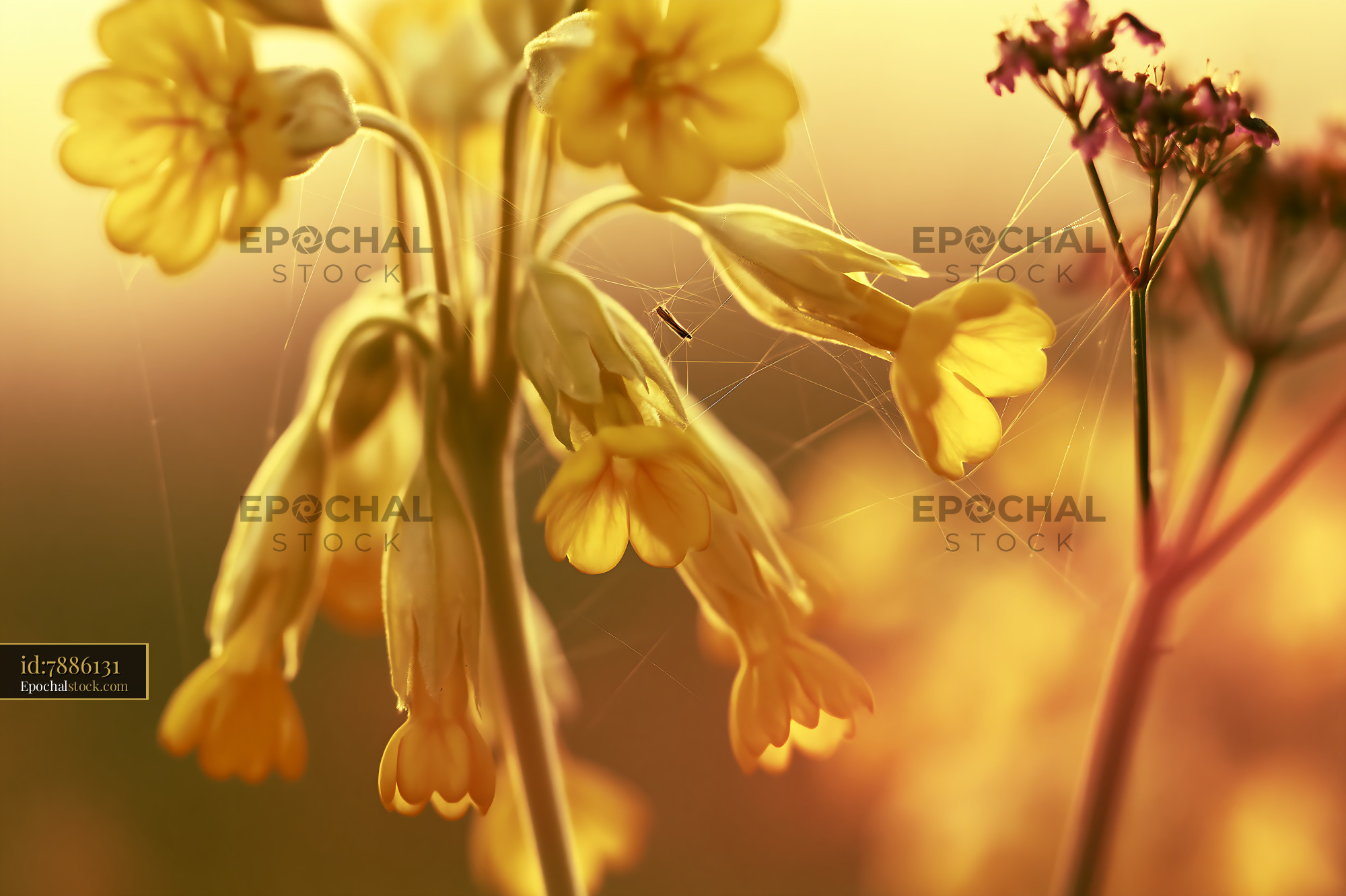 Watermarked full-resolution preview of Yellow flowers with spider webs at sunset