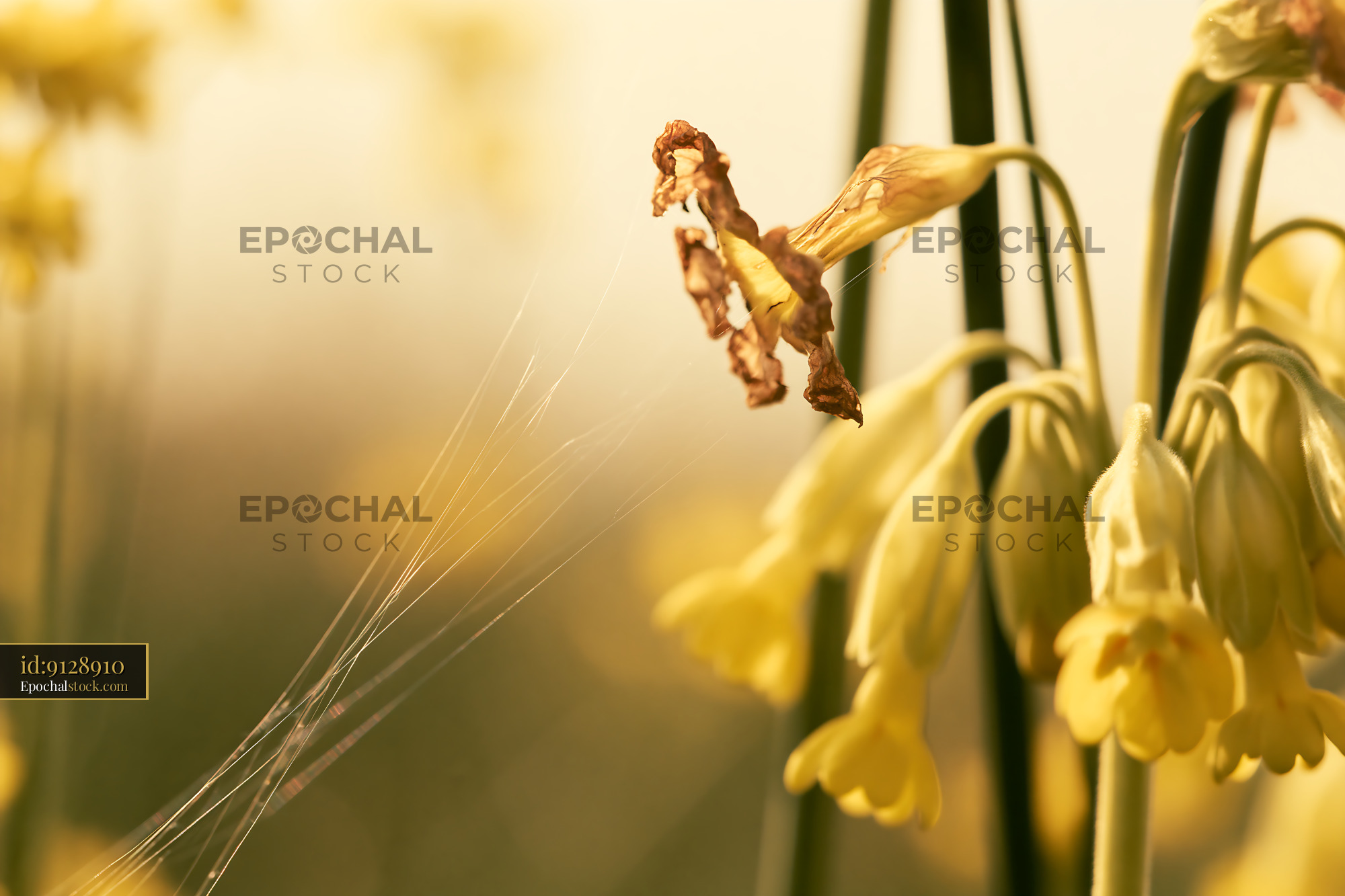 Watermarked full-resolution preview of Yellow flowers with dried petals and spider silk in the field
