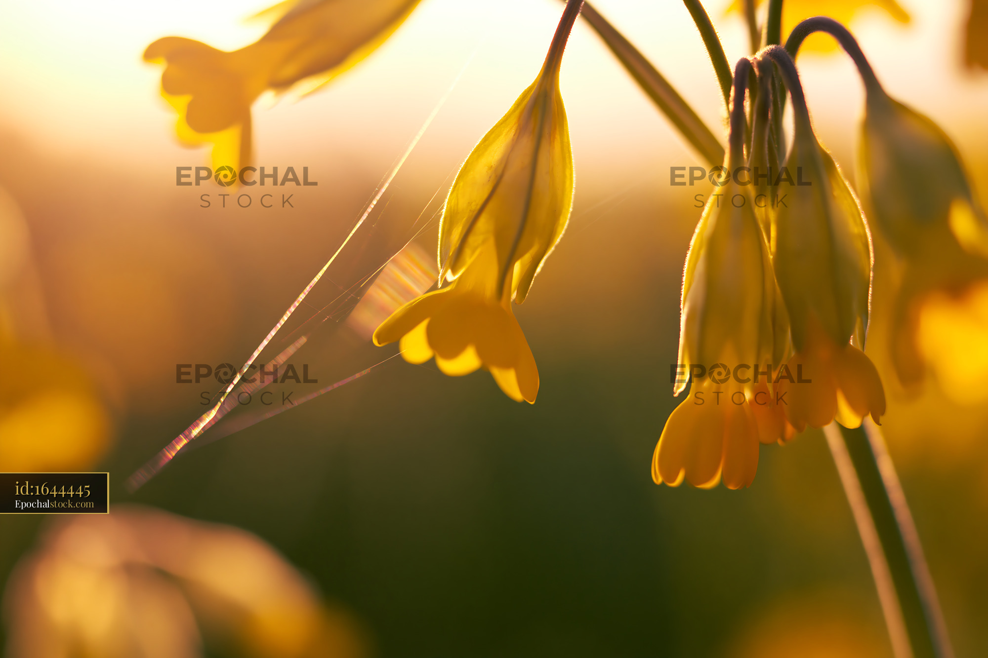 Watermarked full-resolution preview of Yellow flowers with sunlight creating a warm atmosphere